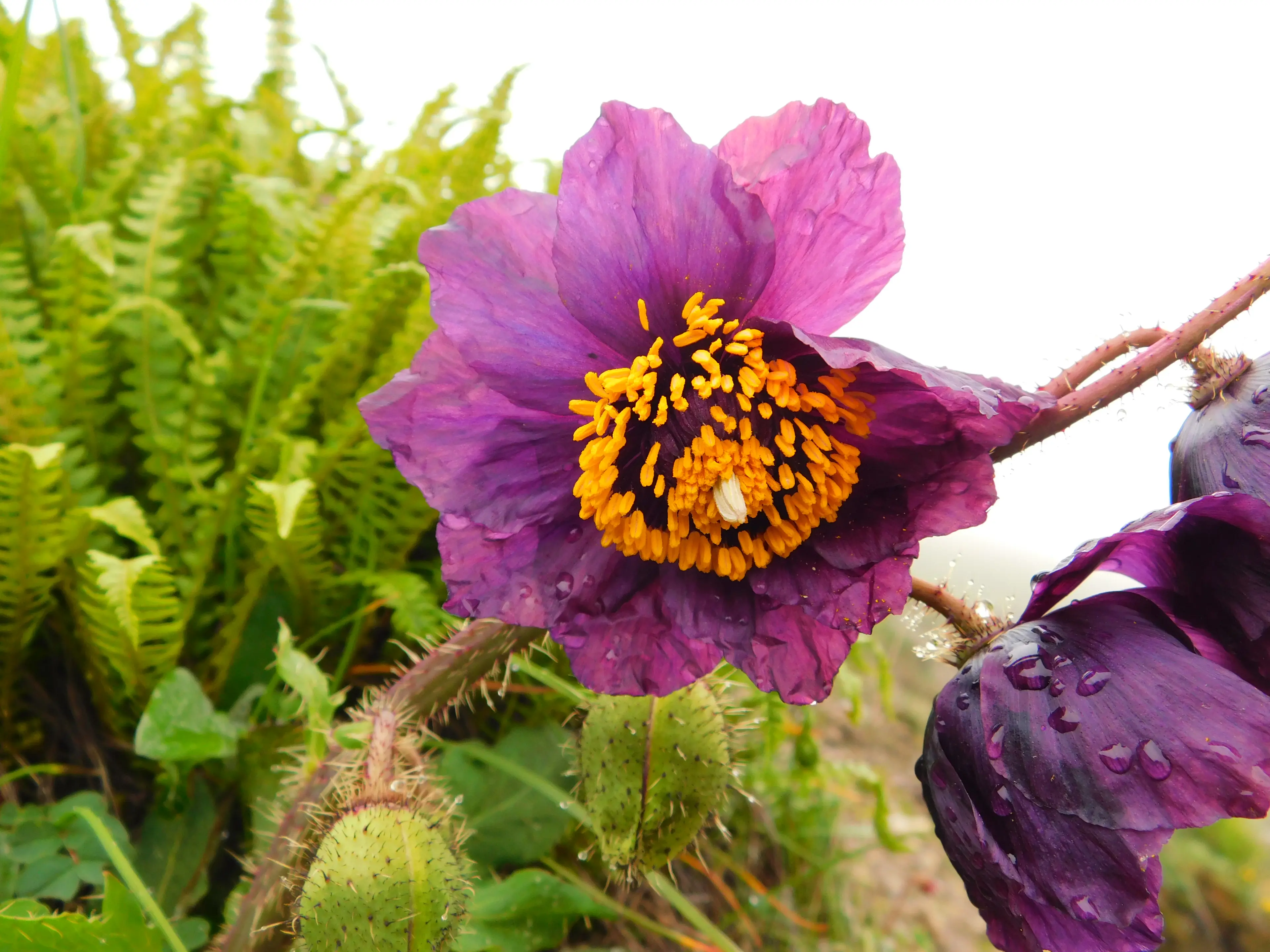 Meconopsis at Jiajinshan