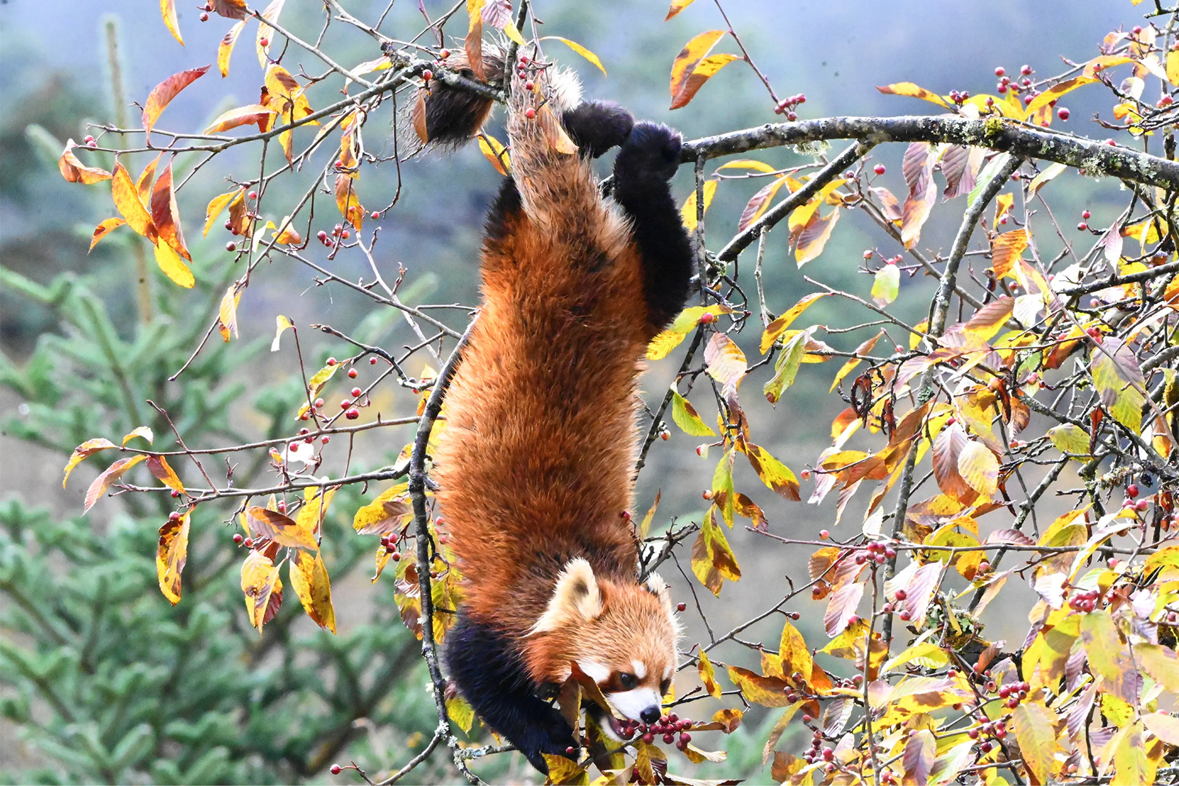 Red panda at Labahe, autumn