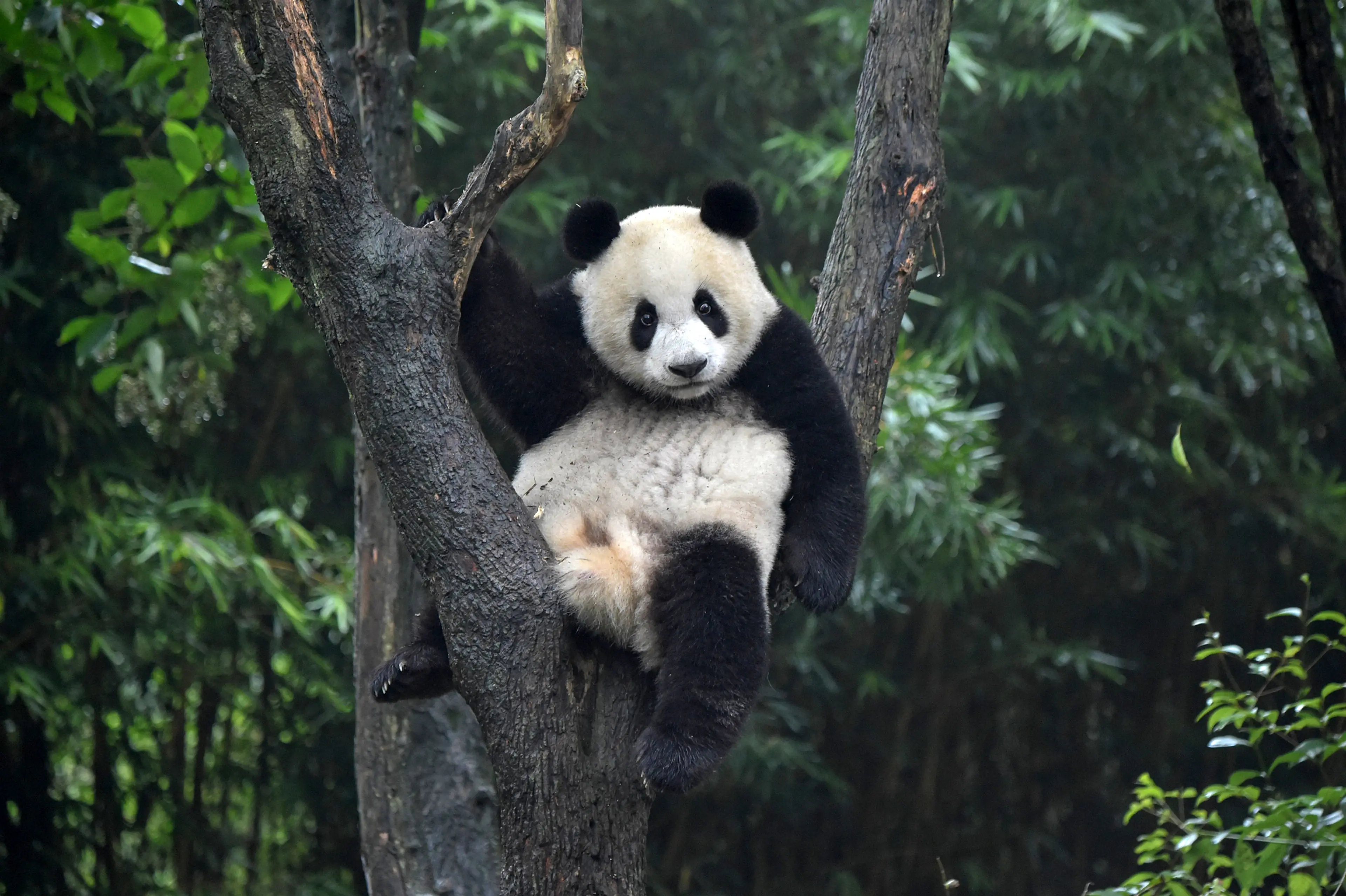 Giant panda at Sichuan