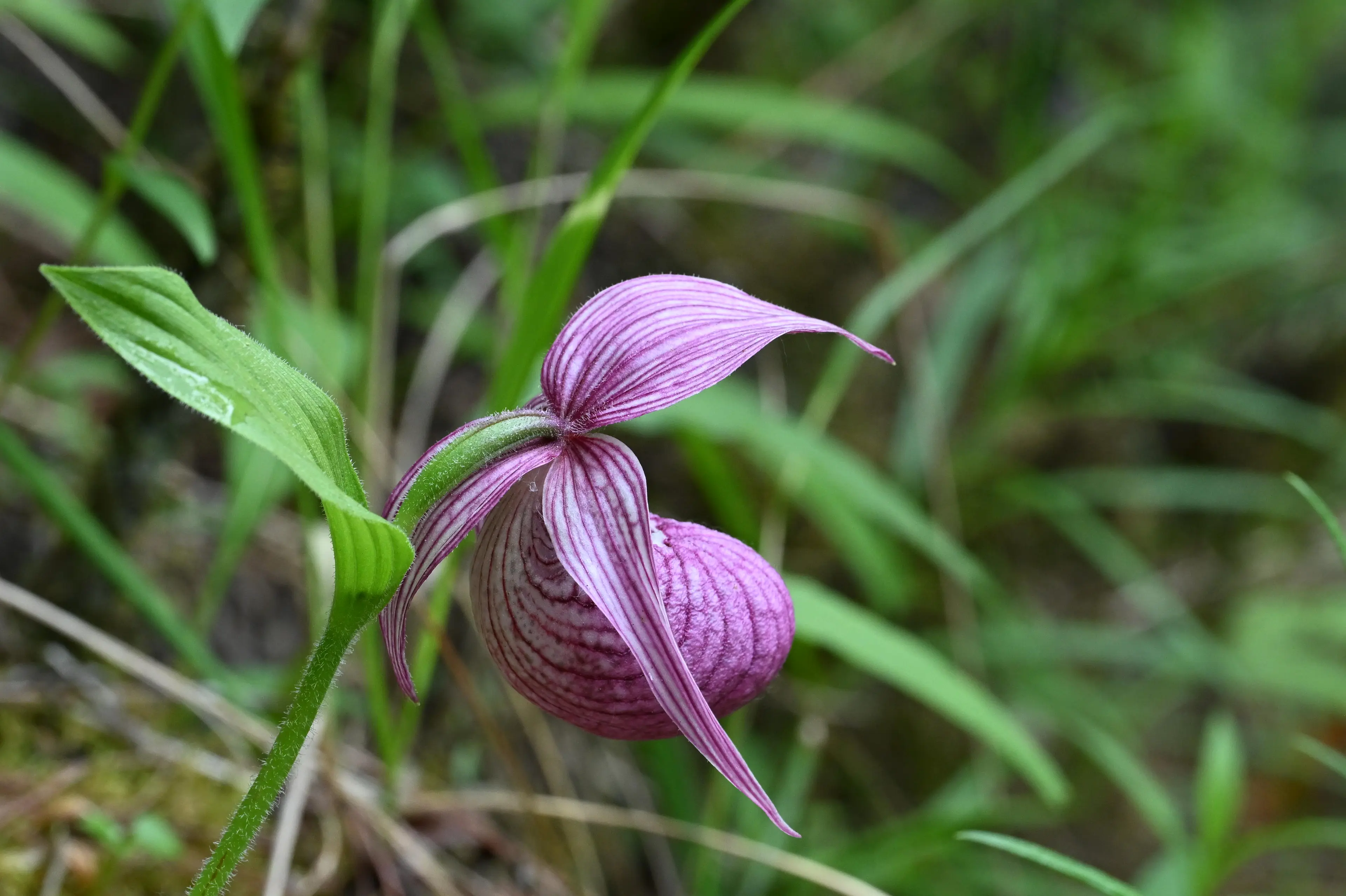 Wild orchid at Sichuan (3)
