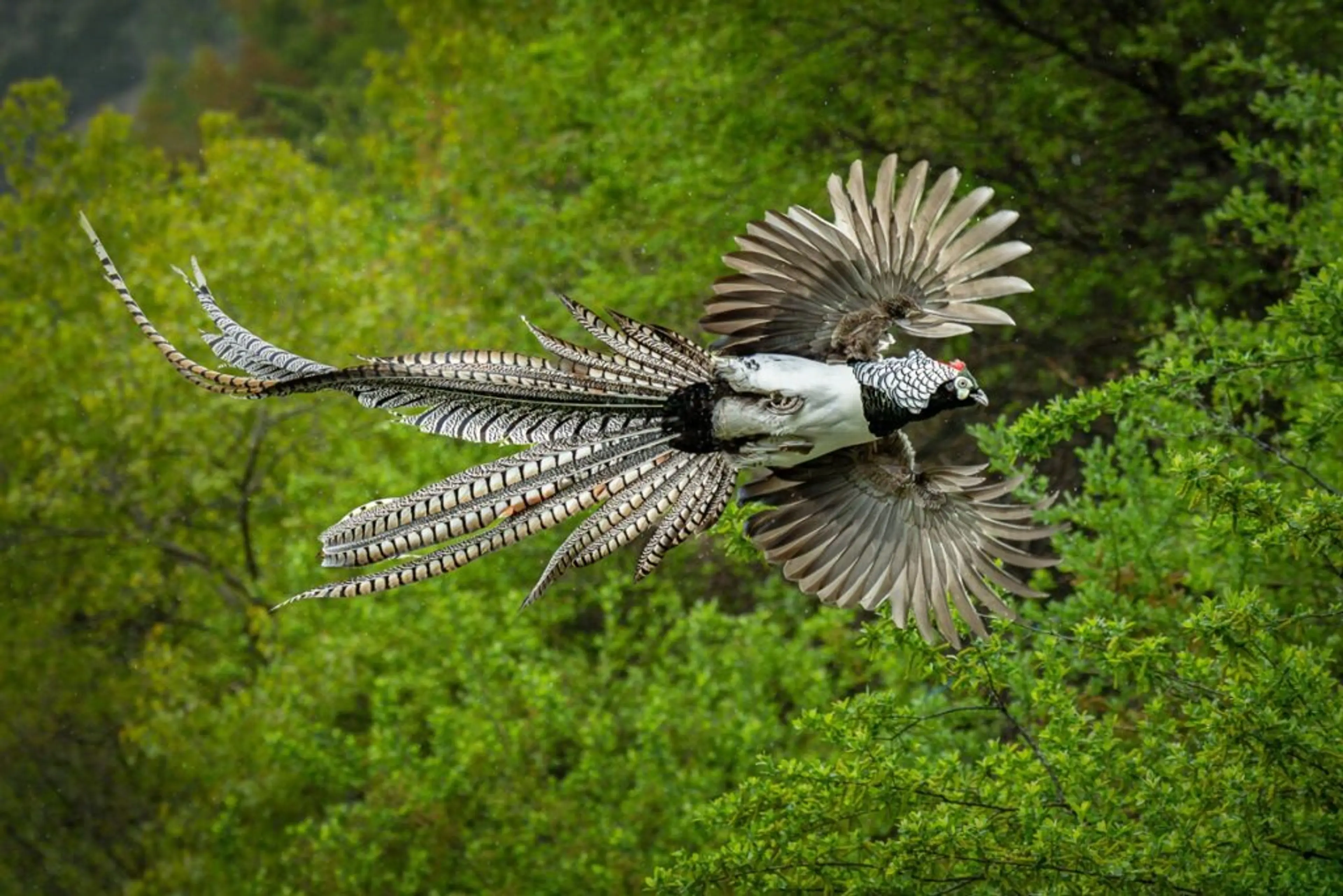 A male Lady Amherst’s Pheasant flying through a lush green forest in China, showing its long patterned tail, white belly and dramatic wing posture during a wildlife photography tour