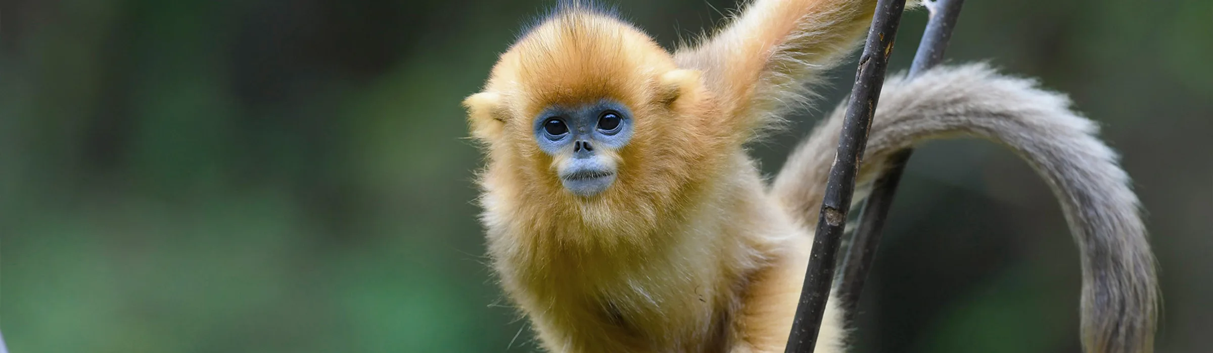 Golden snub-nosed monkey at Baihe, portrait