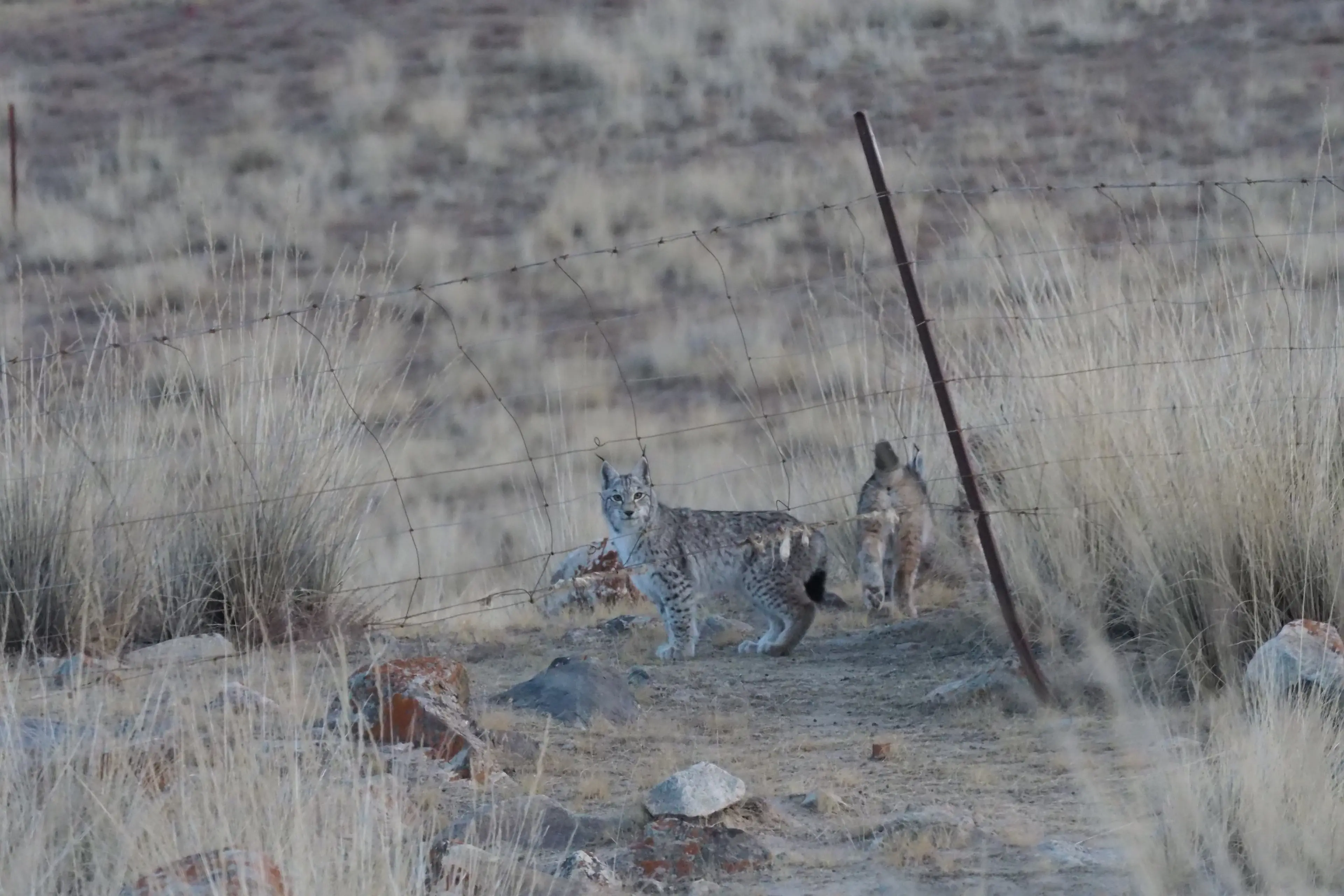 Eurasian lynx at Qinghai, portrait