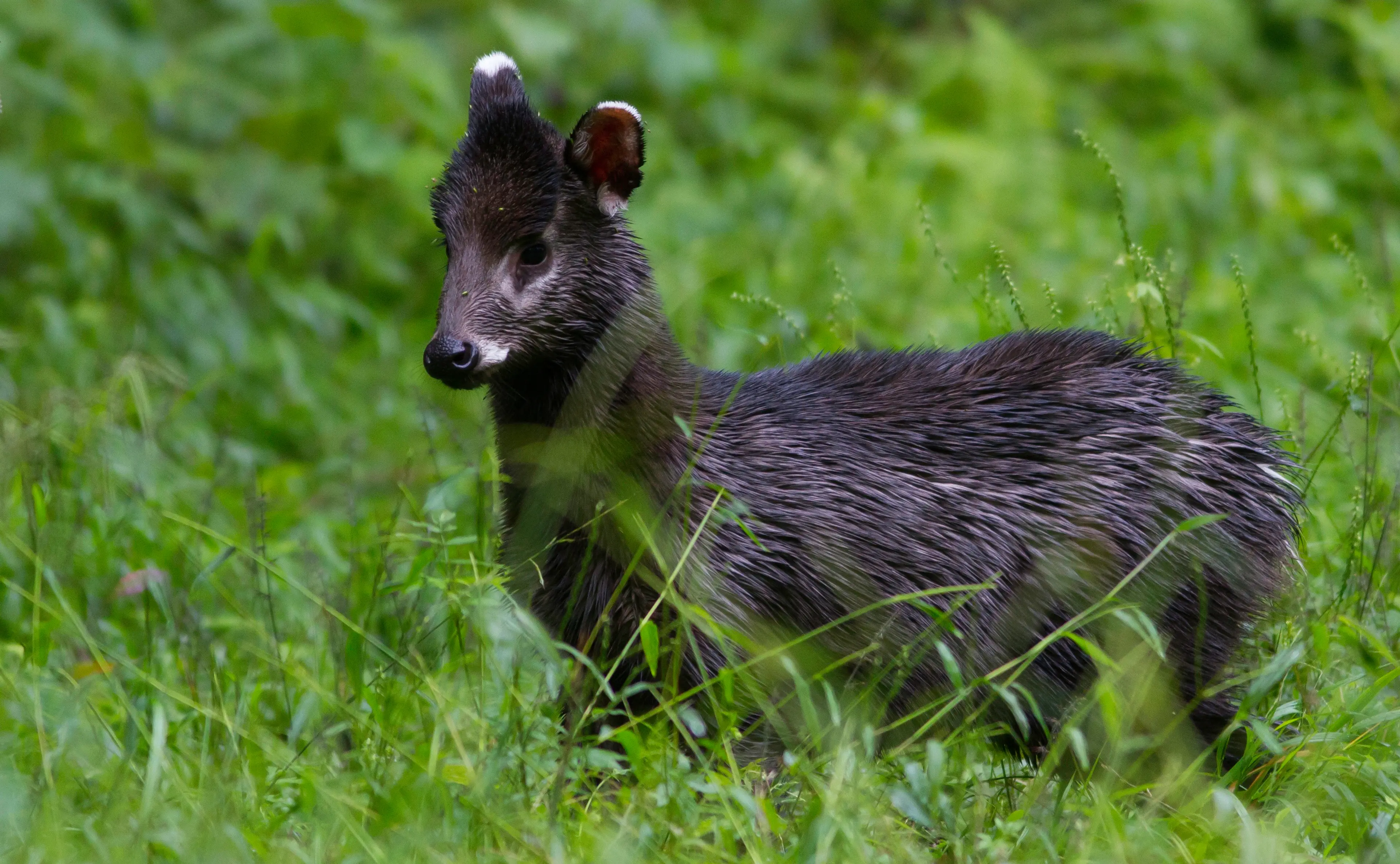 Tufted deer at Tangjiahe, juvenile