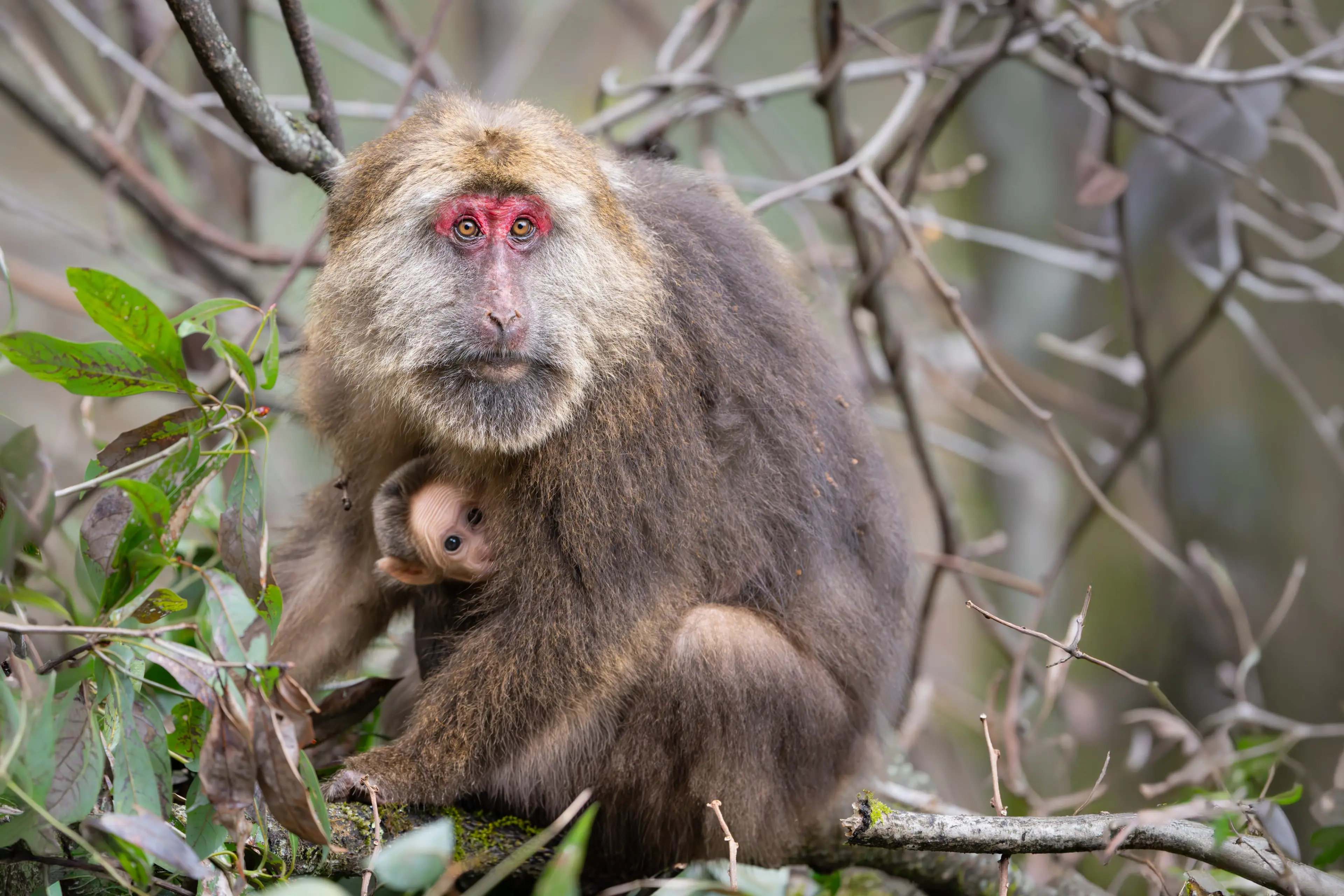 Tibetan macaque at Labahe, family