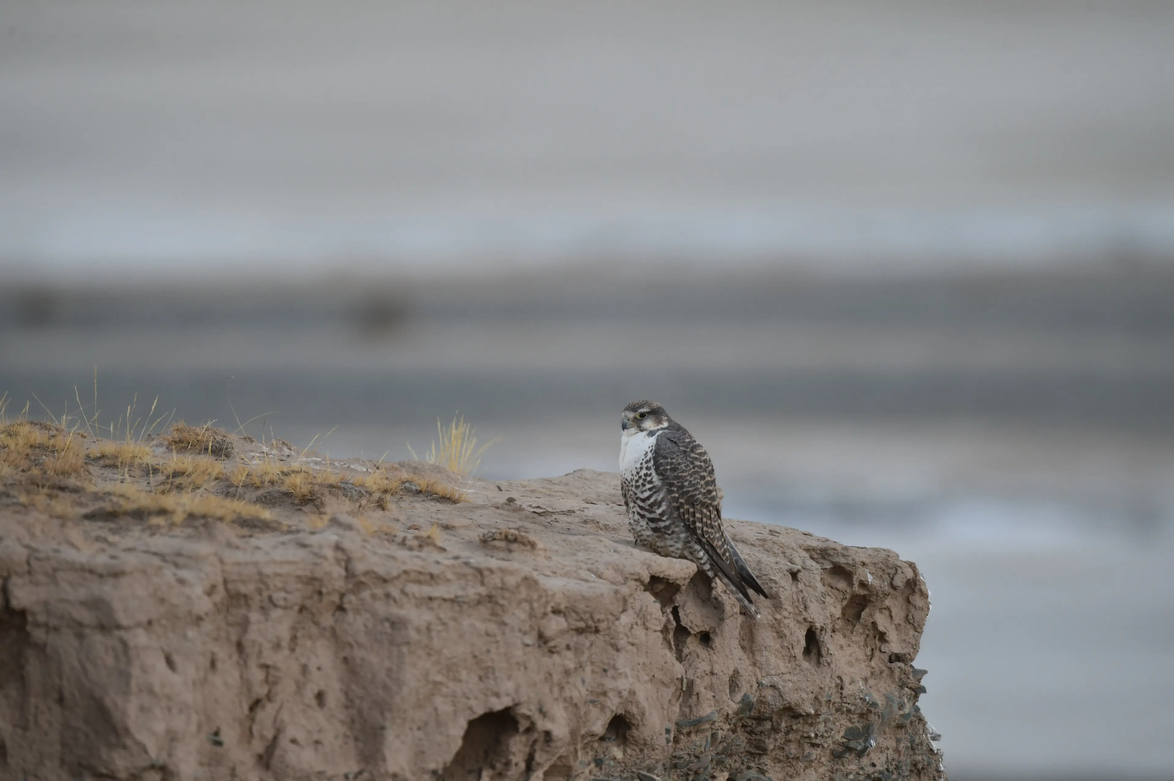 Saker falcon at Hoh Xil
