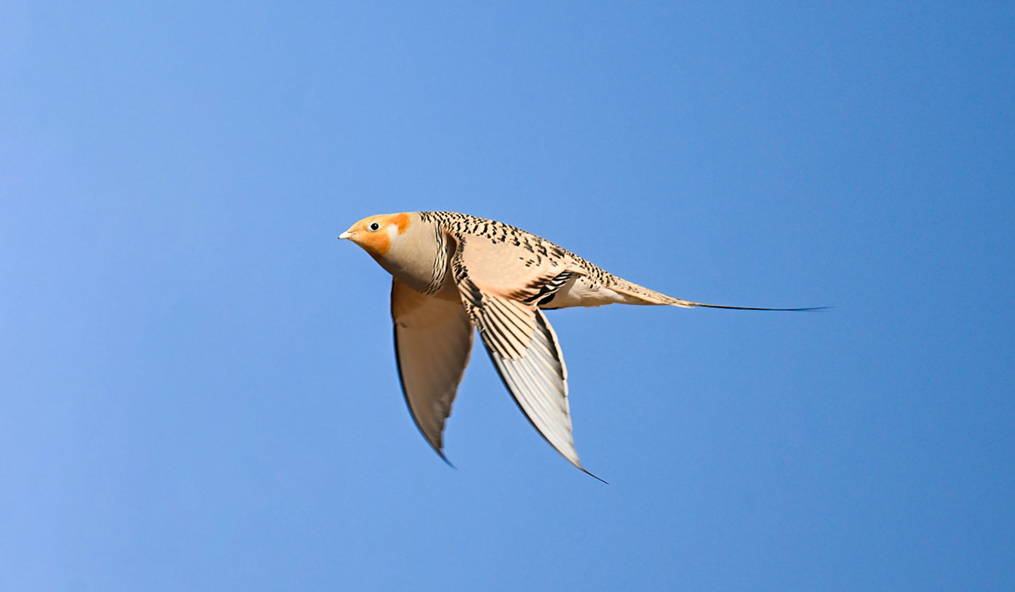 flying sandgrouse