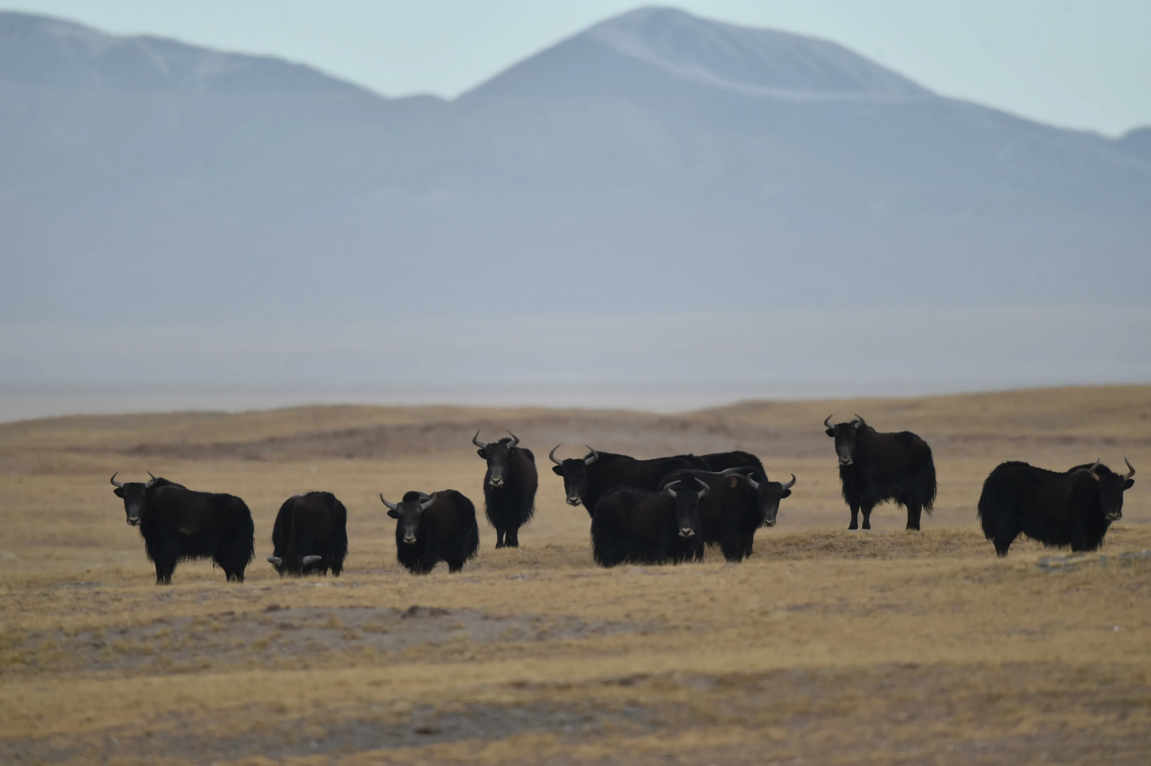 a group of wild yak