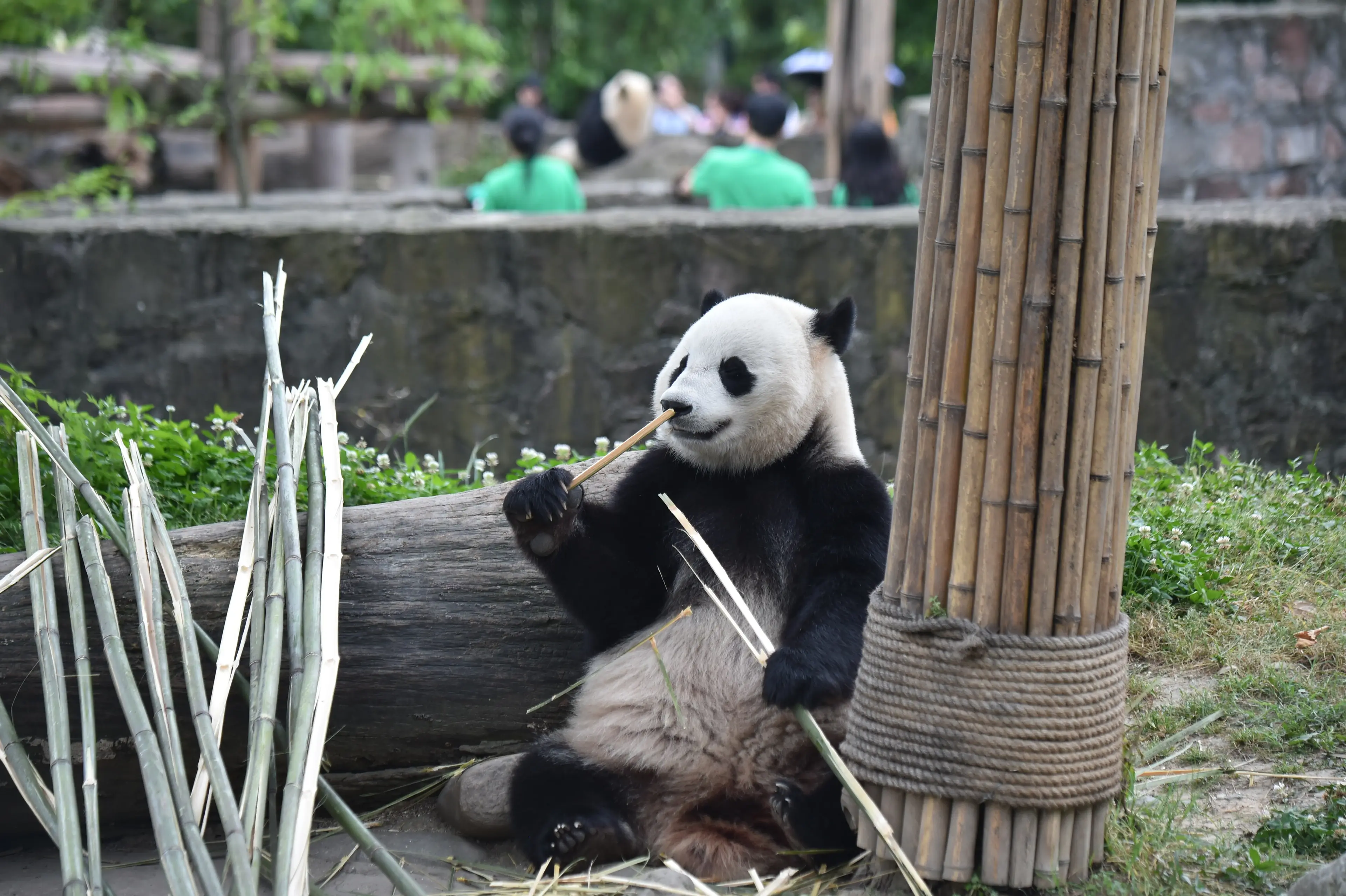 Giant panda at Dujiangyan