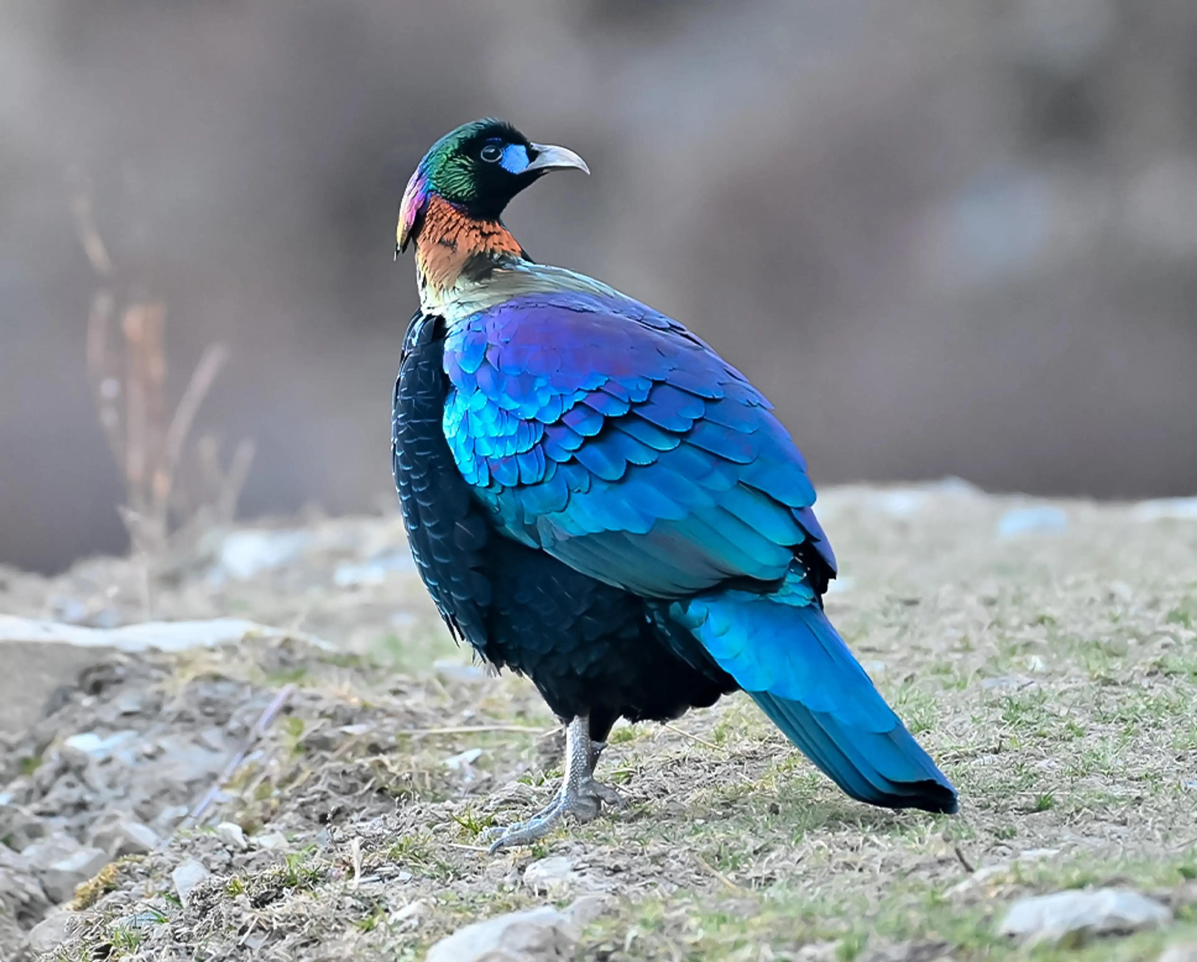 Chinese monal at Sichuan