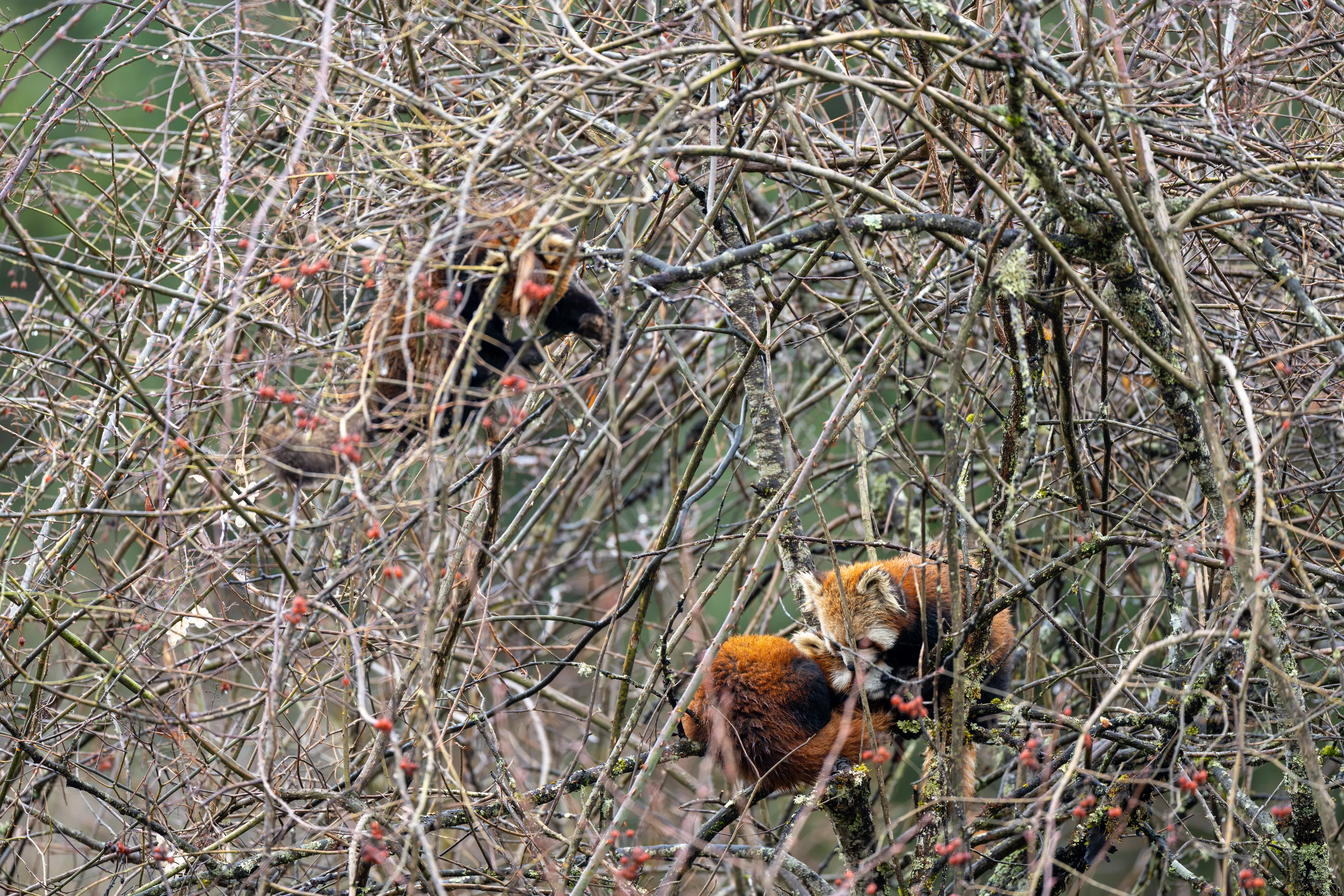 Three wild red pandas among dense bare branches and red berry clusters at Labahe.