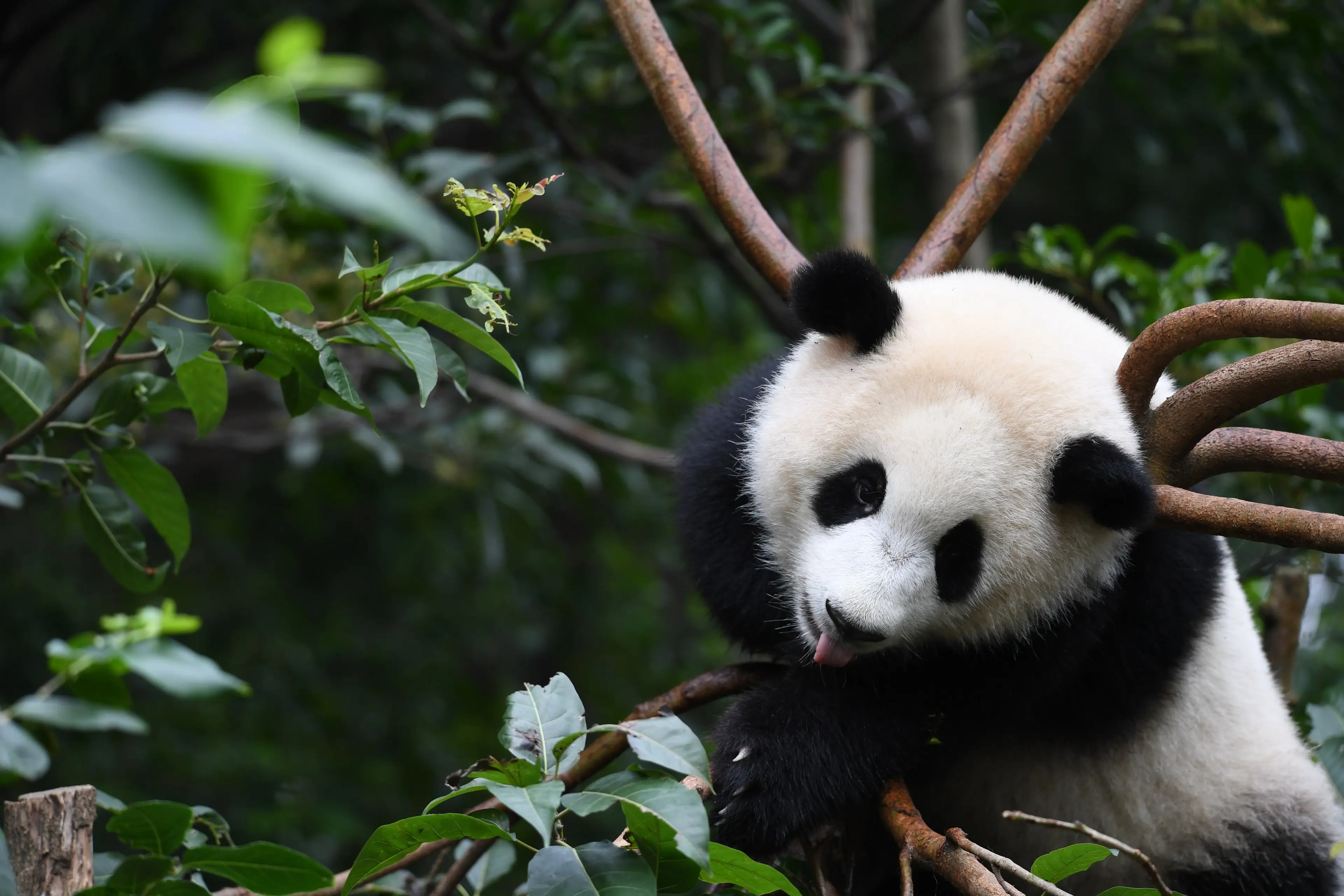 Giant panda at Chengdu (3)