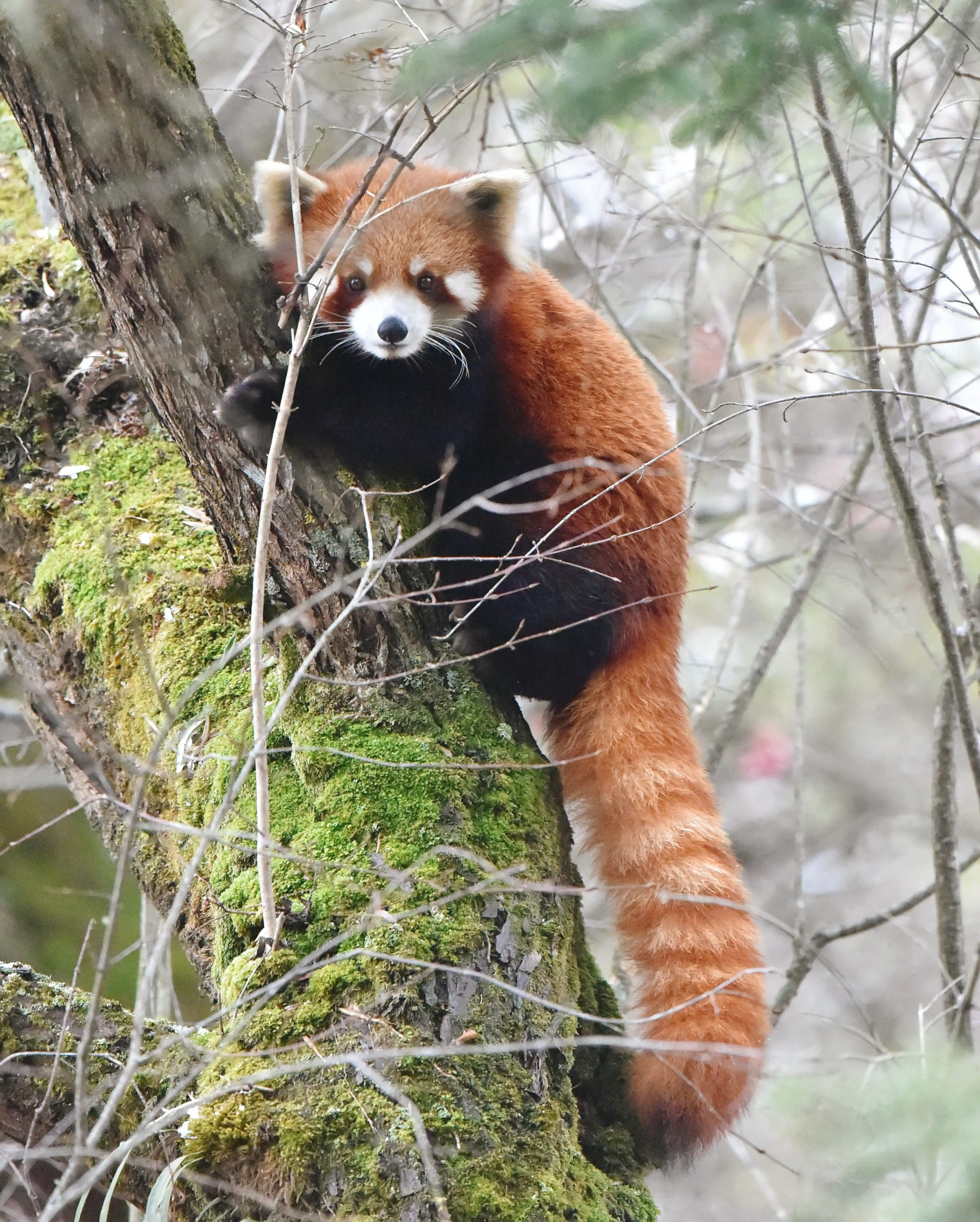 wild red panda labahe autumn