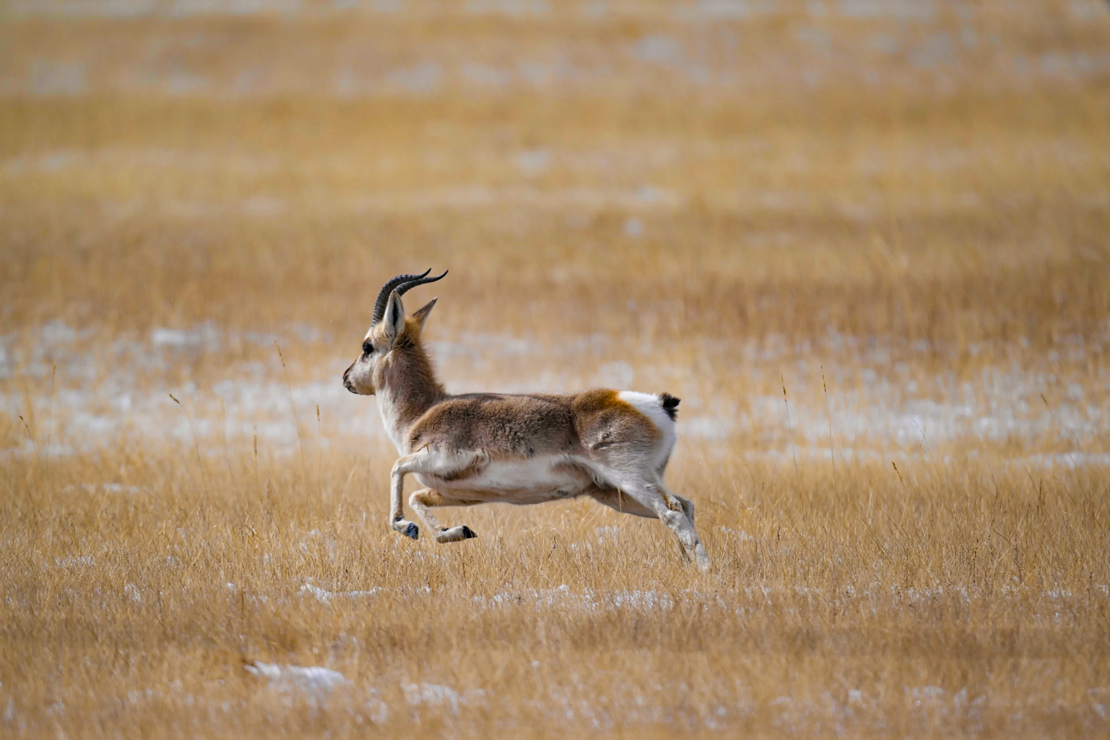 Tibetan gazelle at Qinghai