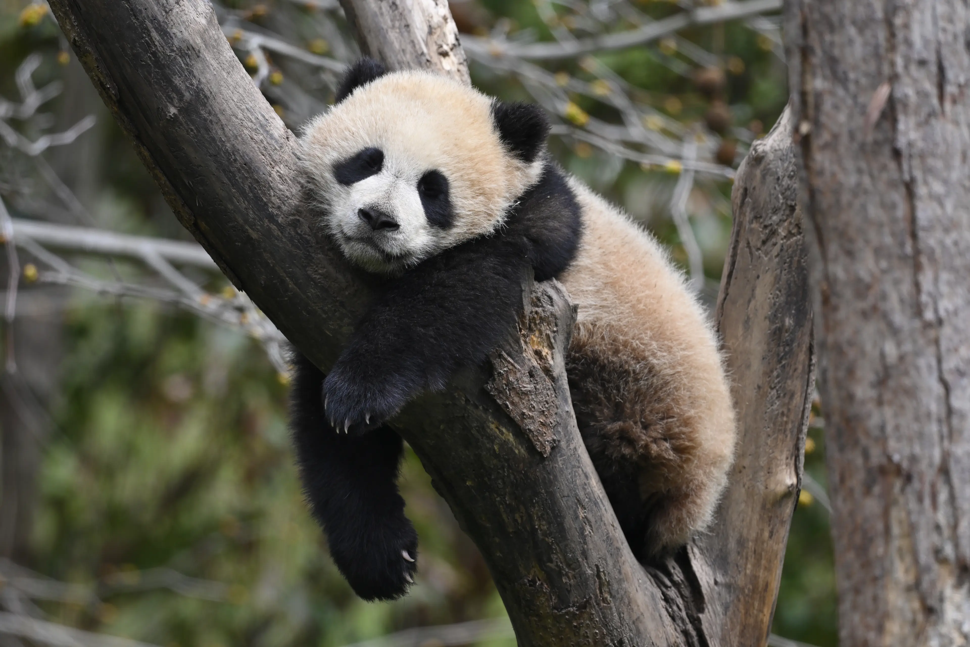 Giant panda at Sichuan (3)