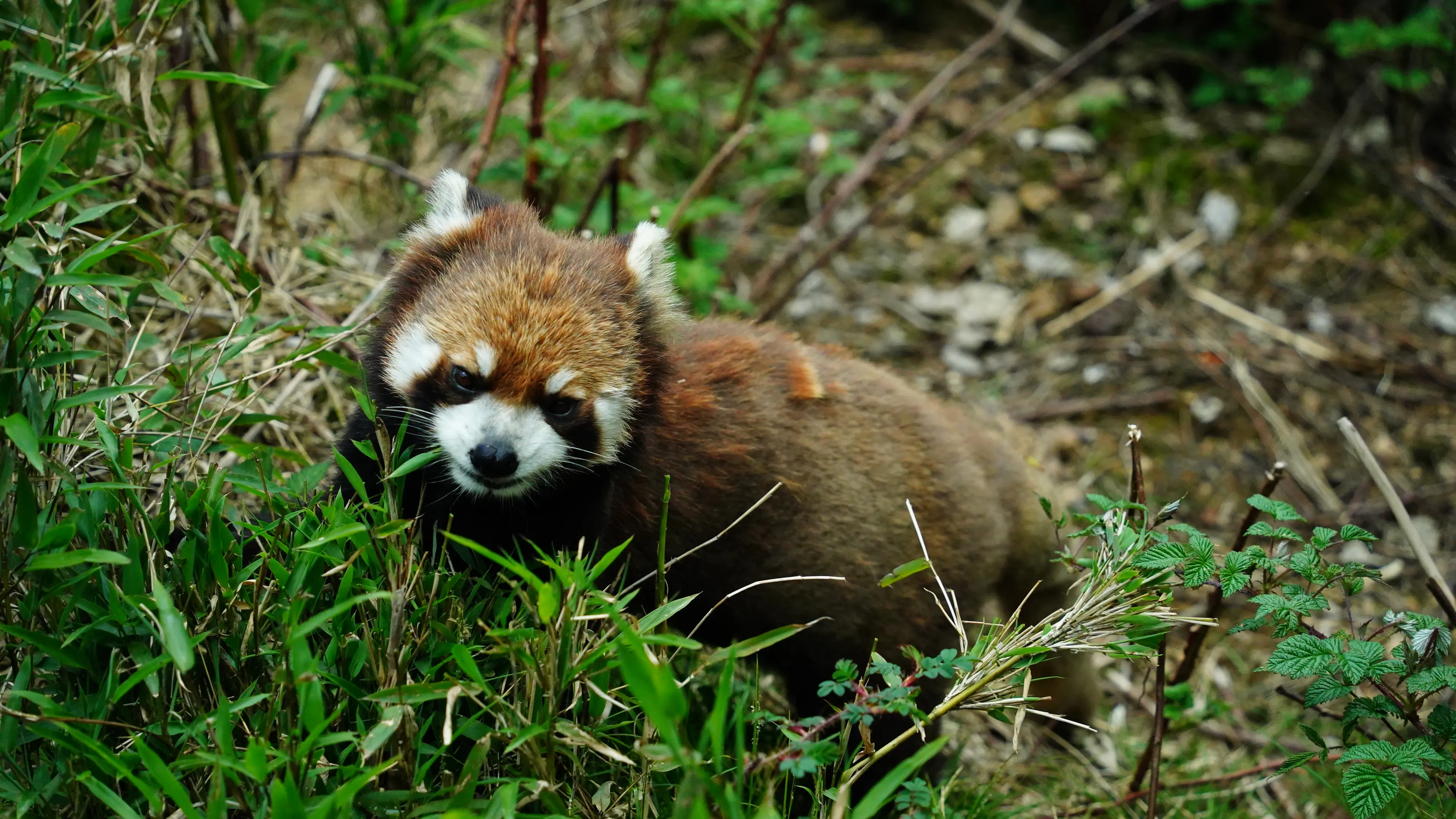 red-panda-wawushan-sichuan.jpg