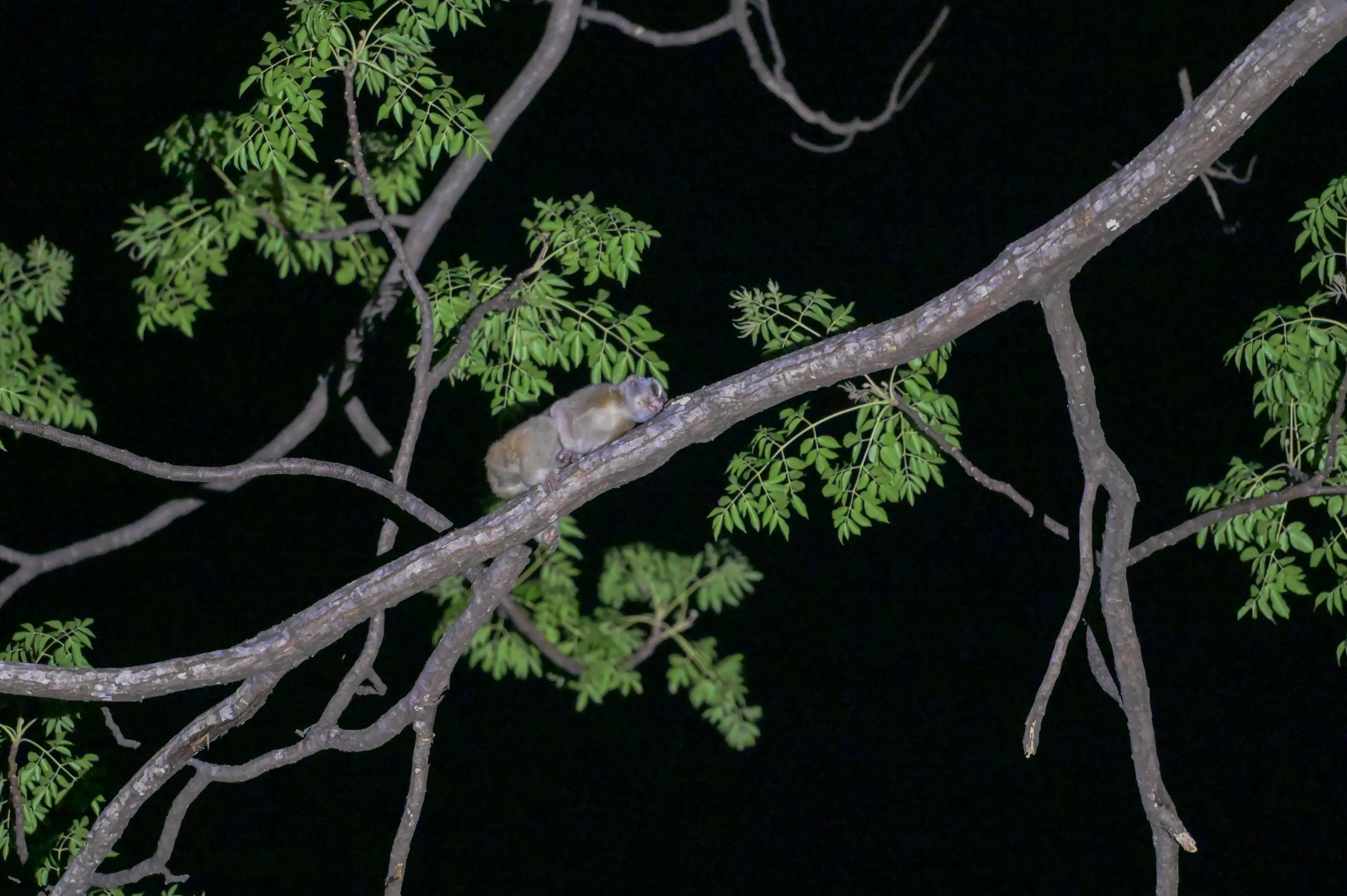 Bengal slow loris at Yunnan