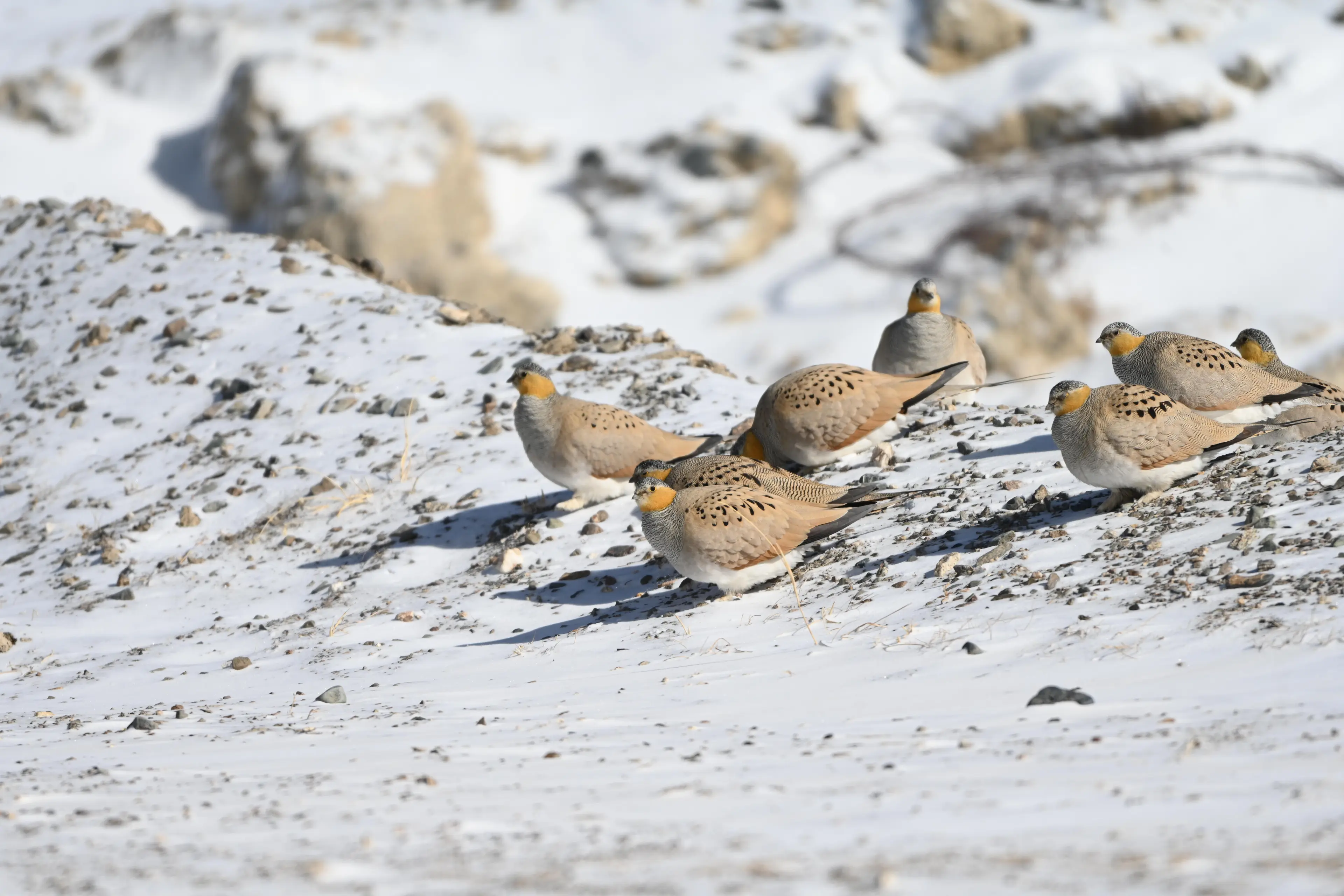 a group of sandgrouse on the snow