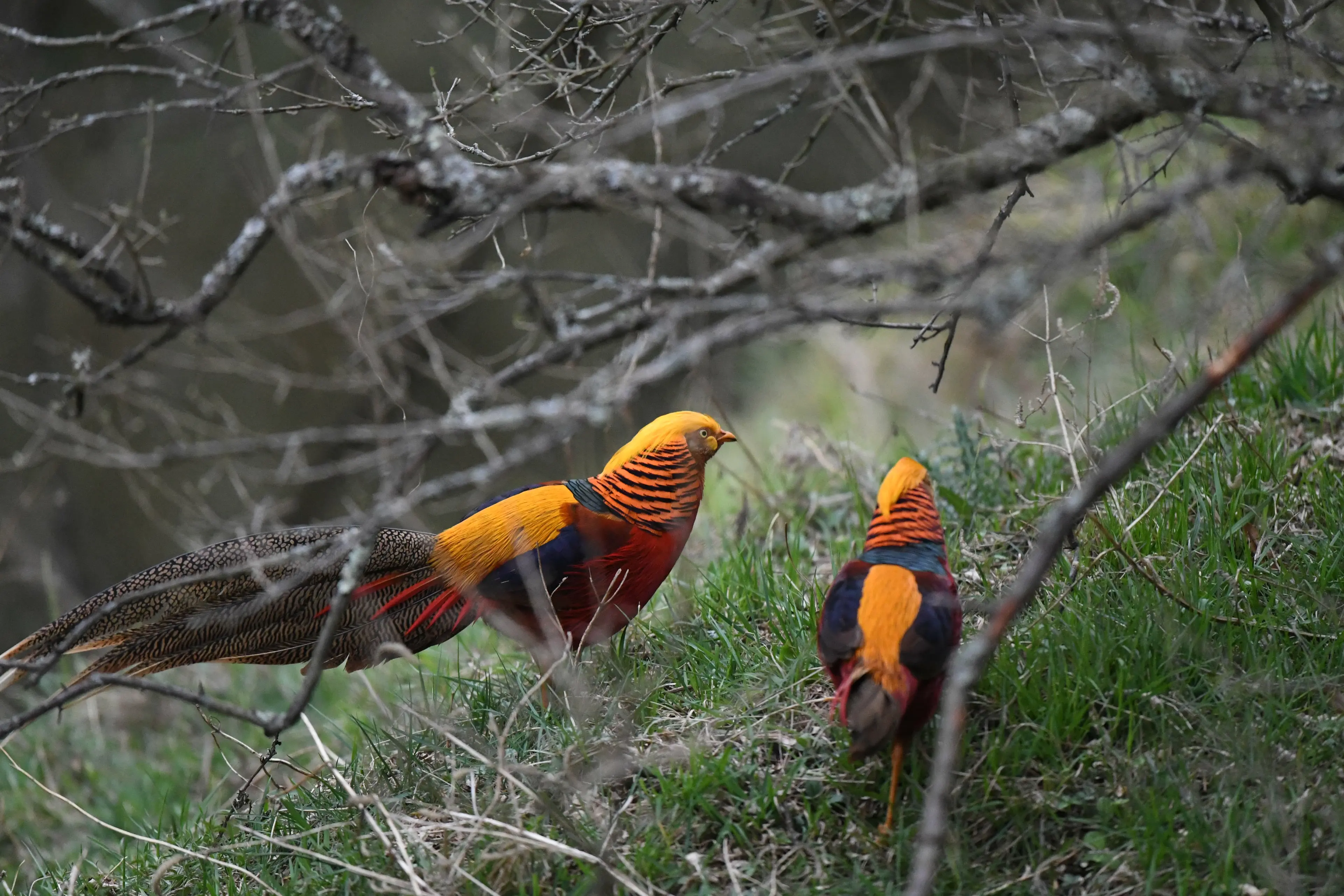 Golden pheasant at Tangjiahe, male