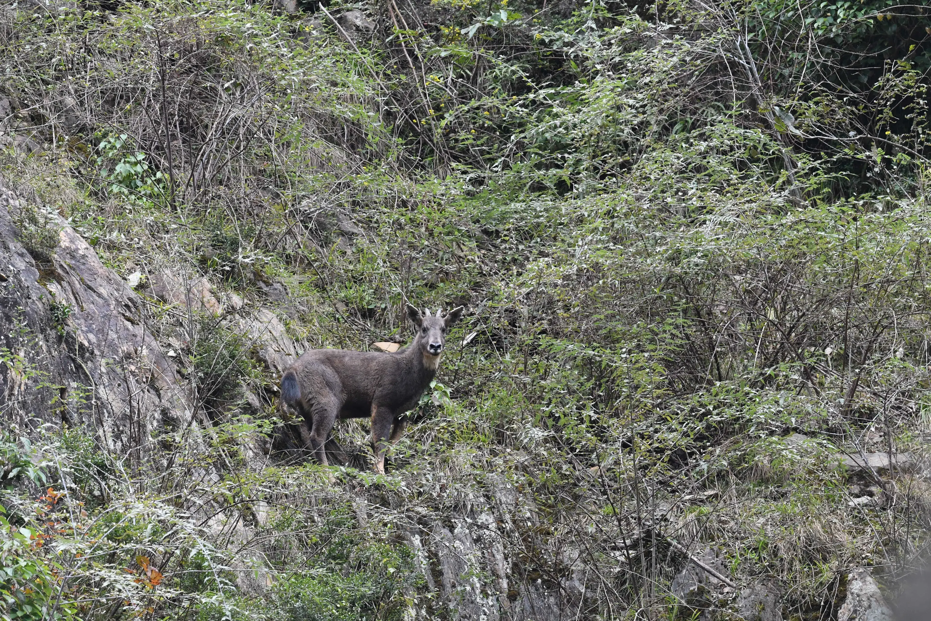Chinese goral at Jiajinshan