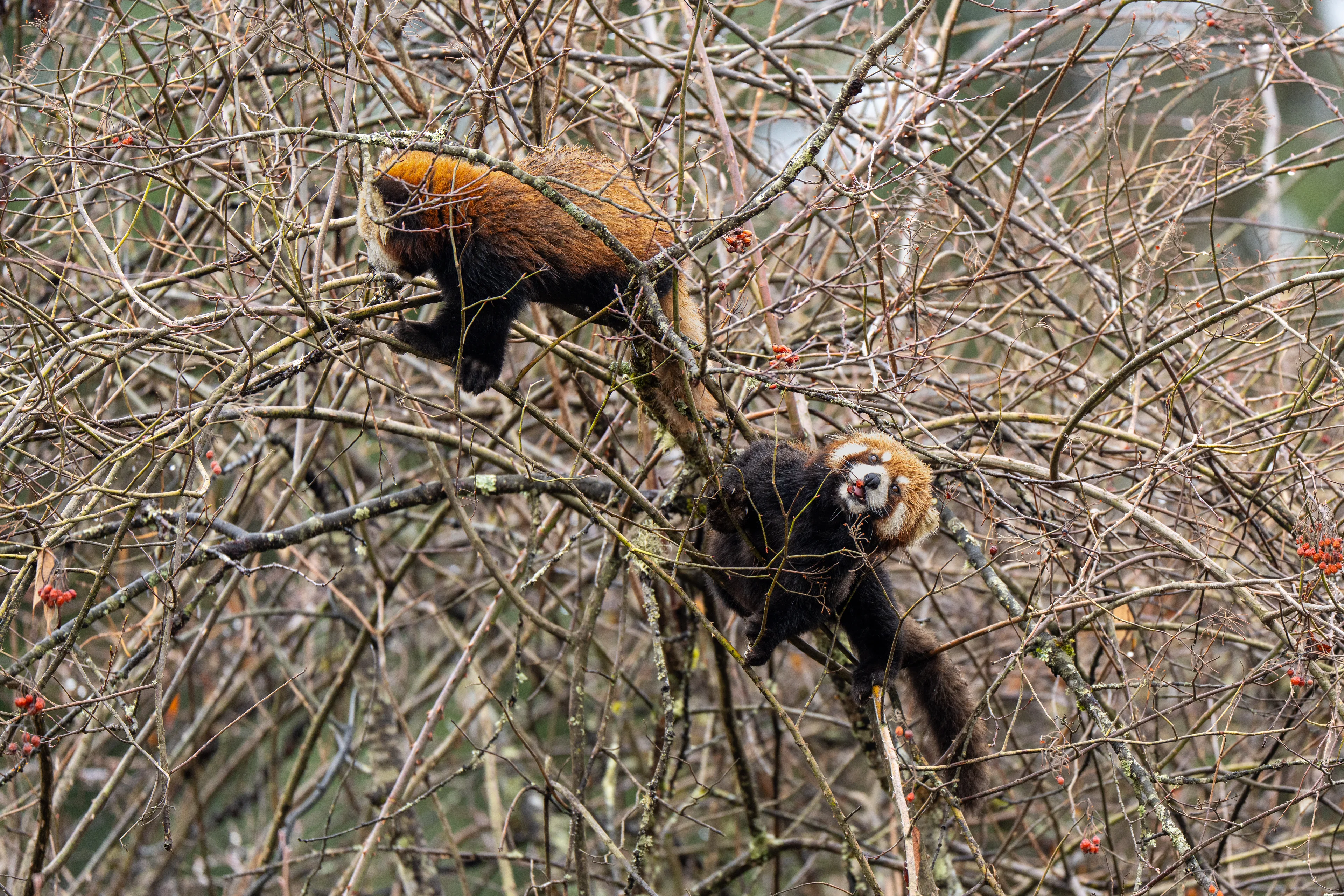 Two red pandas climbing through berry-laden branches at Labahe.