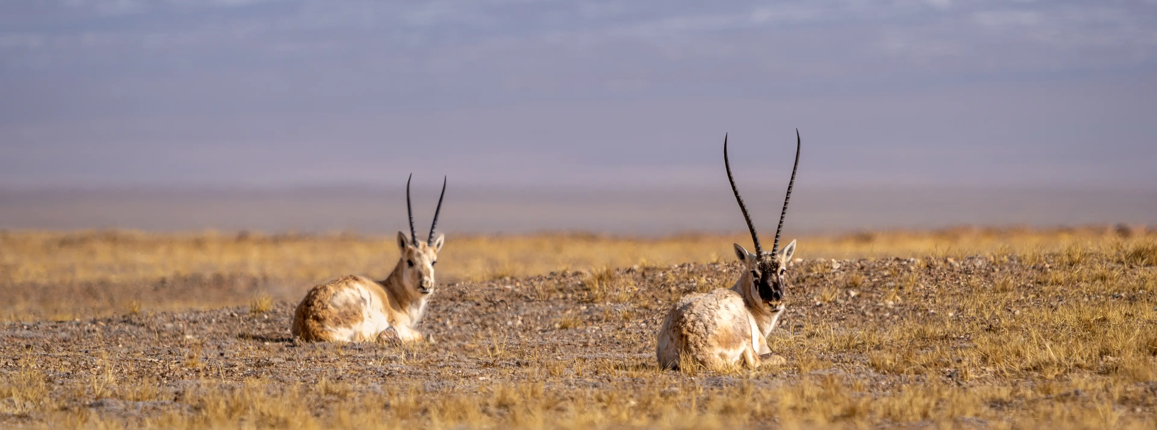 Two Tibetan antelope resting on the Hoh Xil plateau