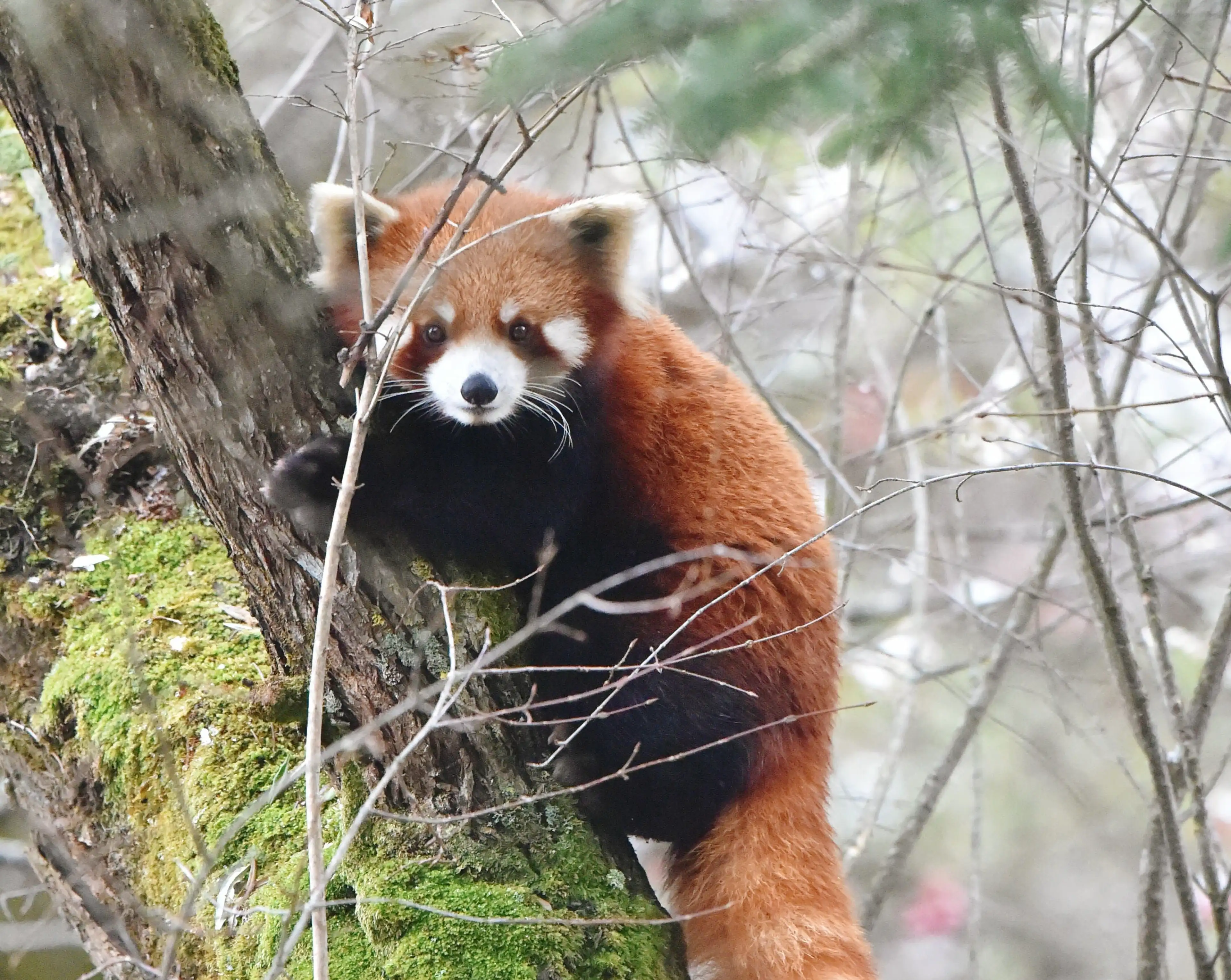 wild red panda labahe autumn