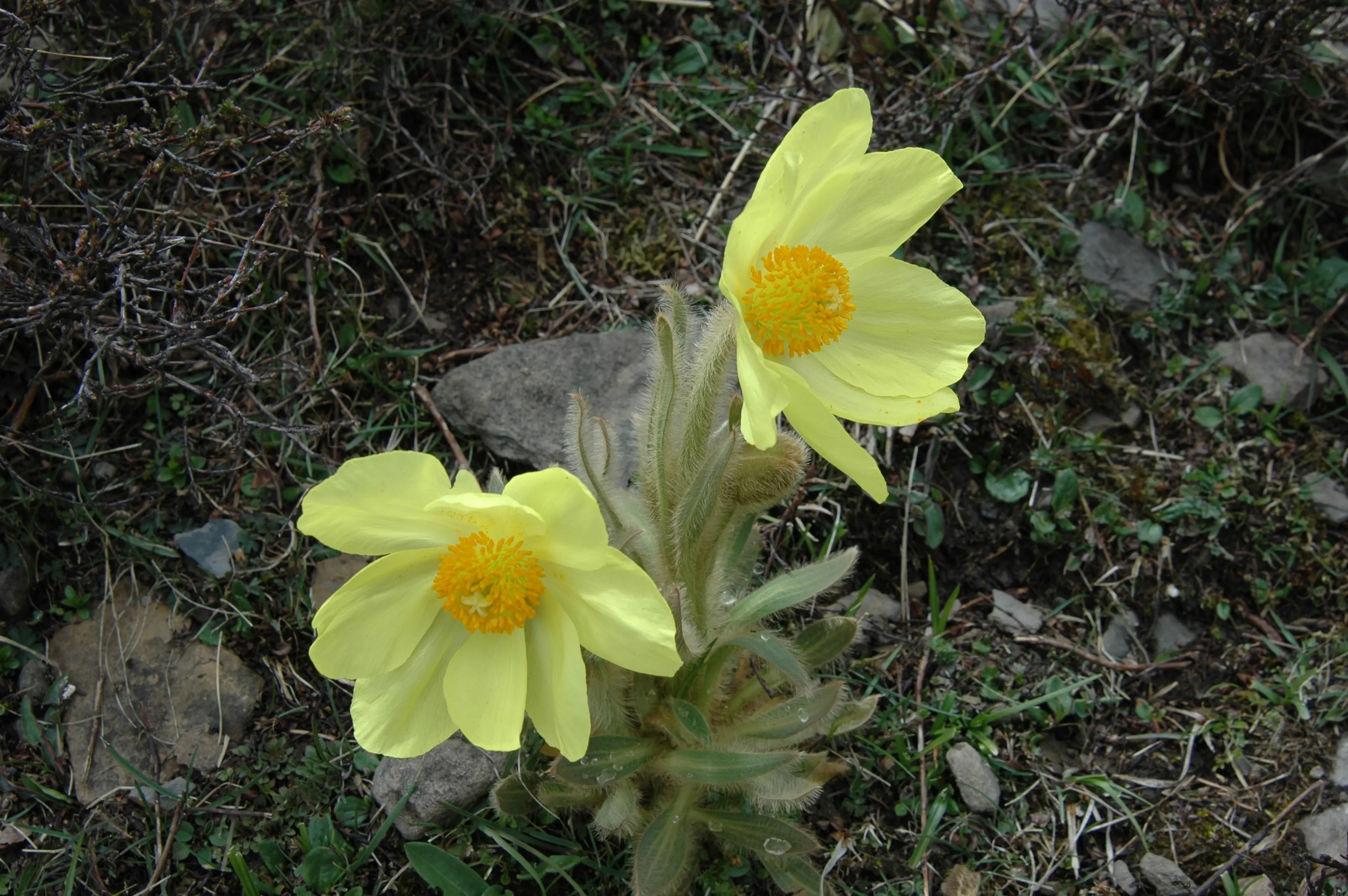 Meconopsis at Sichuan