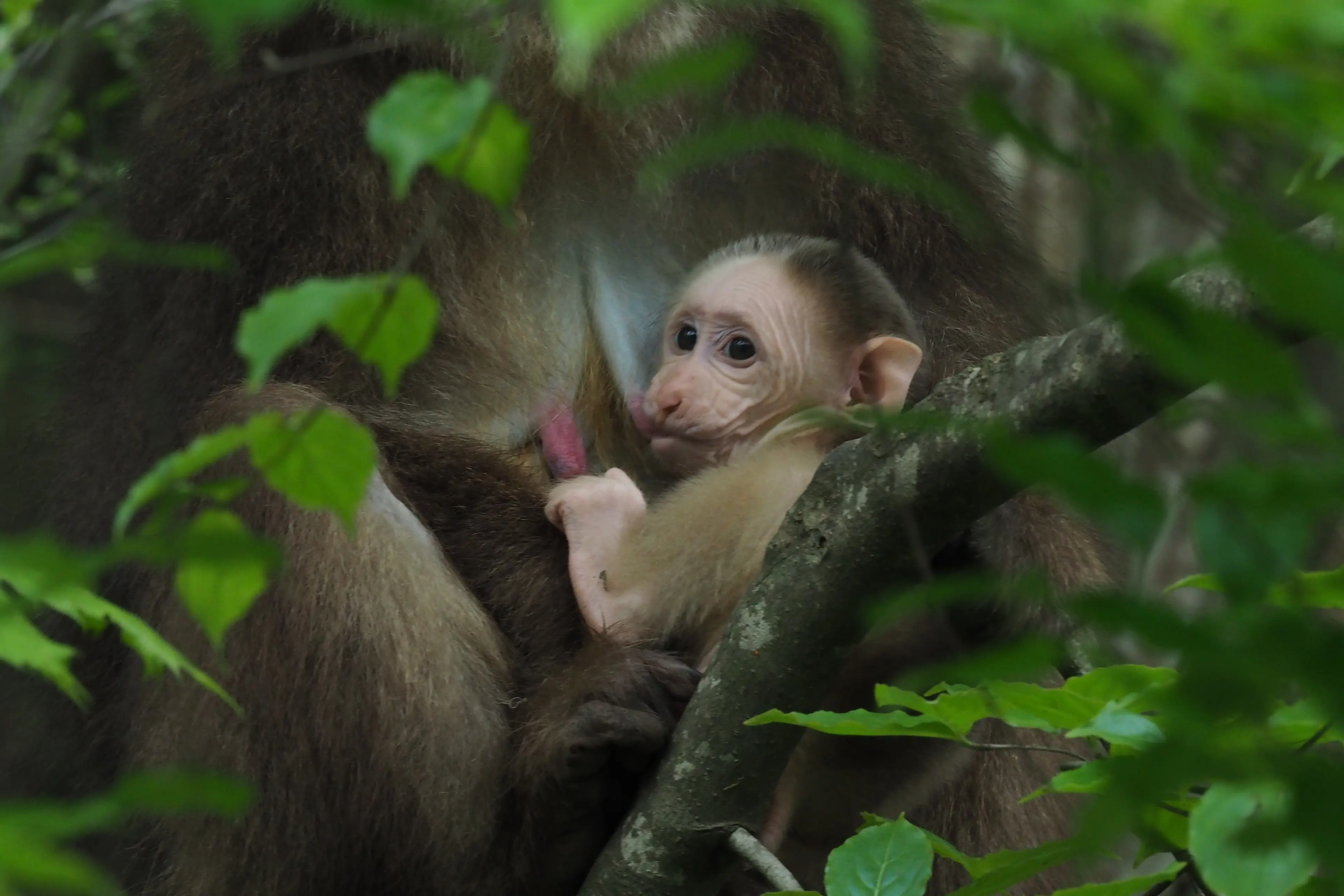 Tibetan macaque at Sichuan