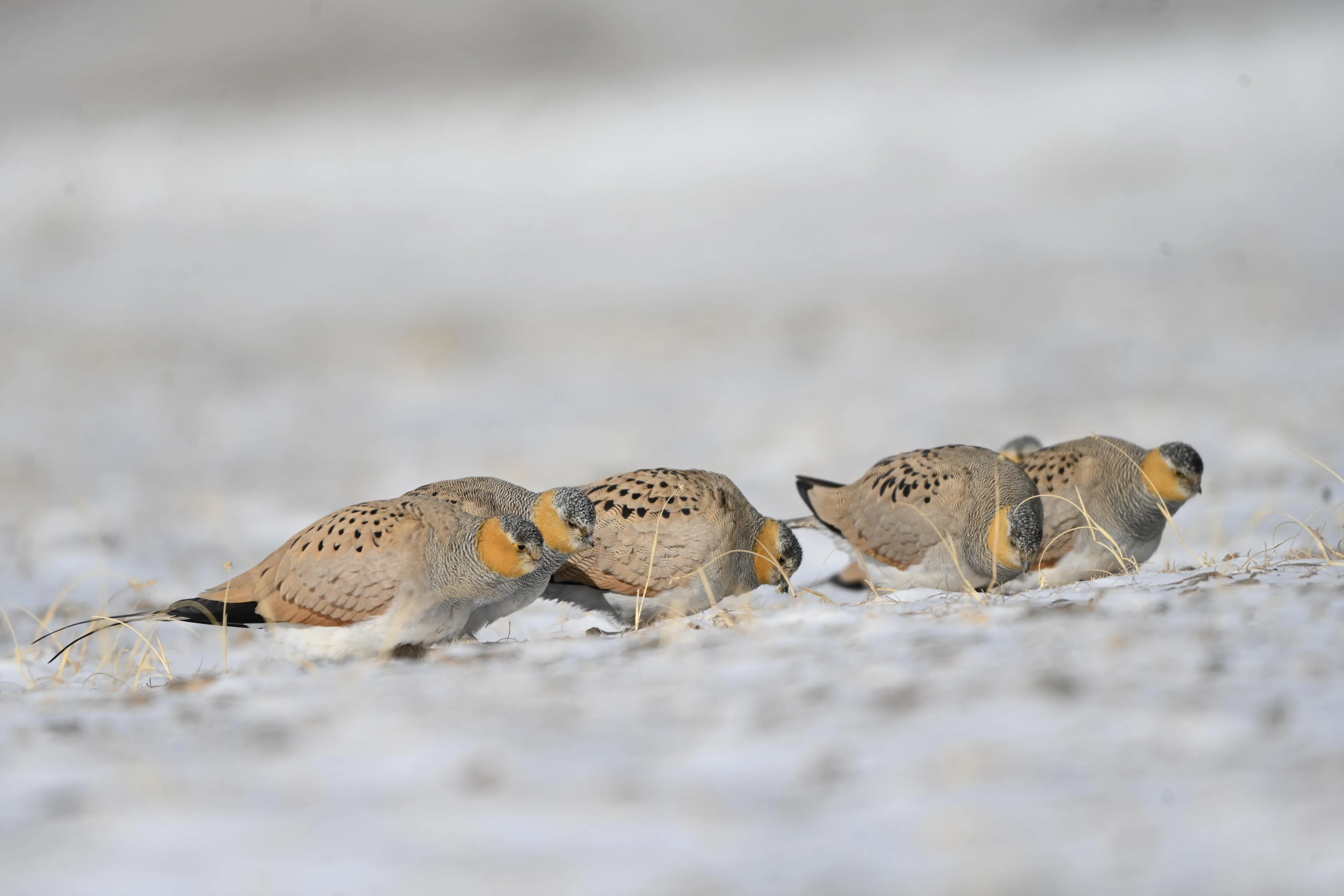 sandgrouse eating on the snow