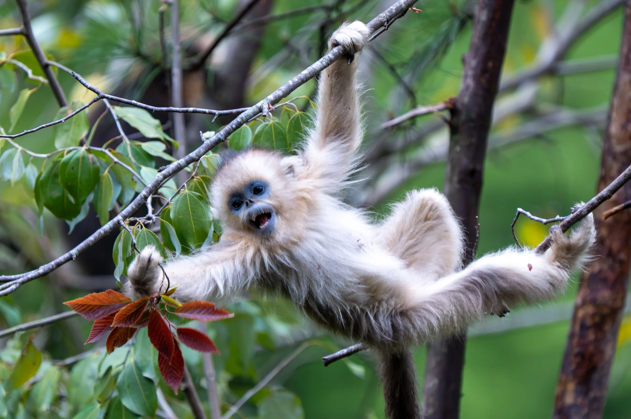 Golden snub-nosed monkey at Sichuan