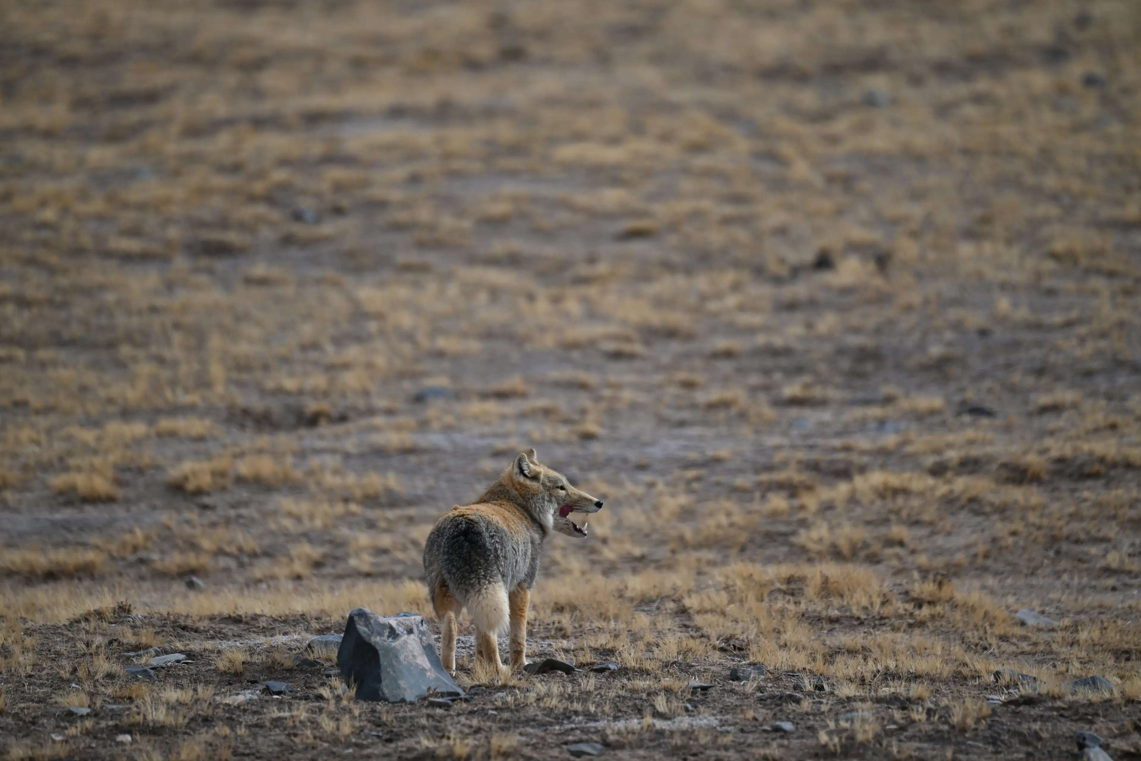 Tibetan sand fox at Sichuan