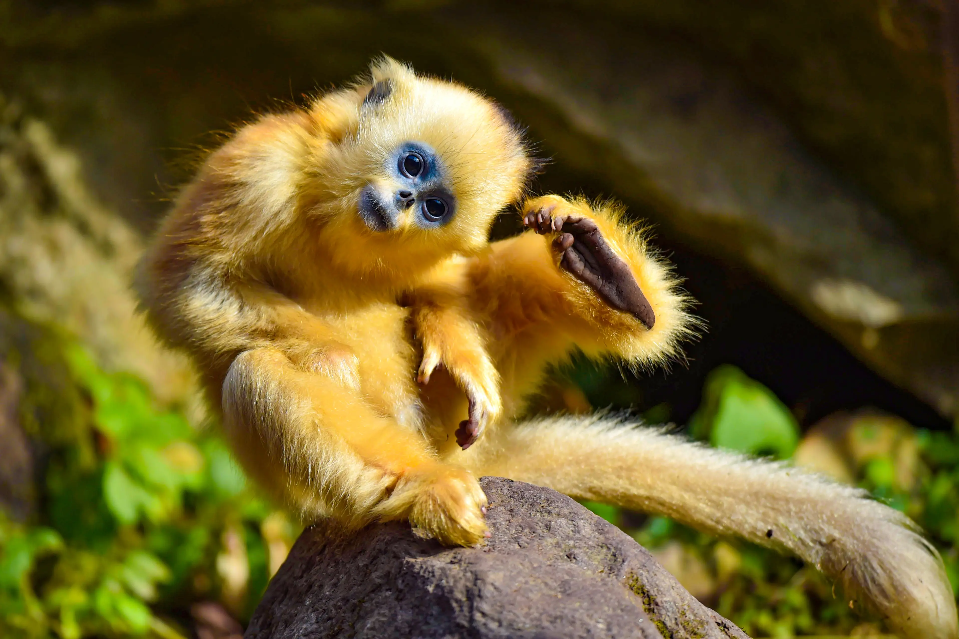 Golden snub-nosed monkey at Sichuan, juvenile