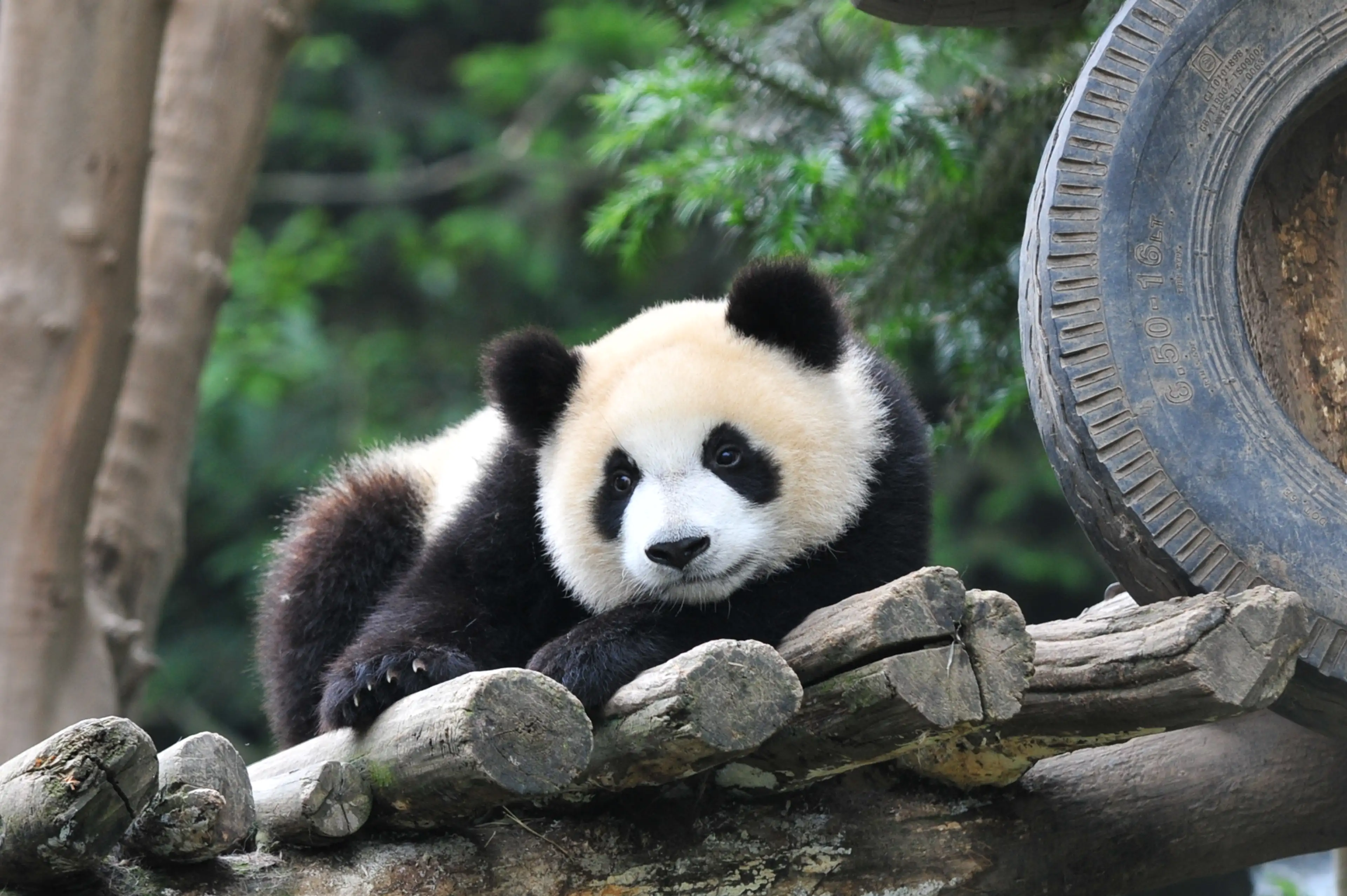 Giant panda at Chengdu