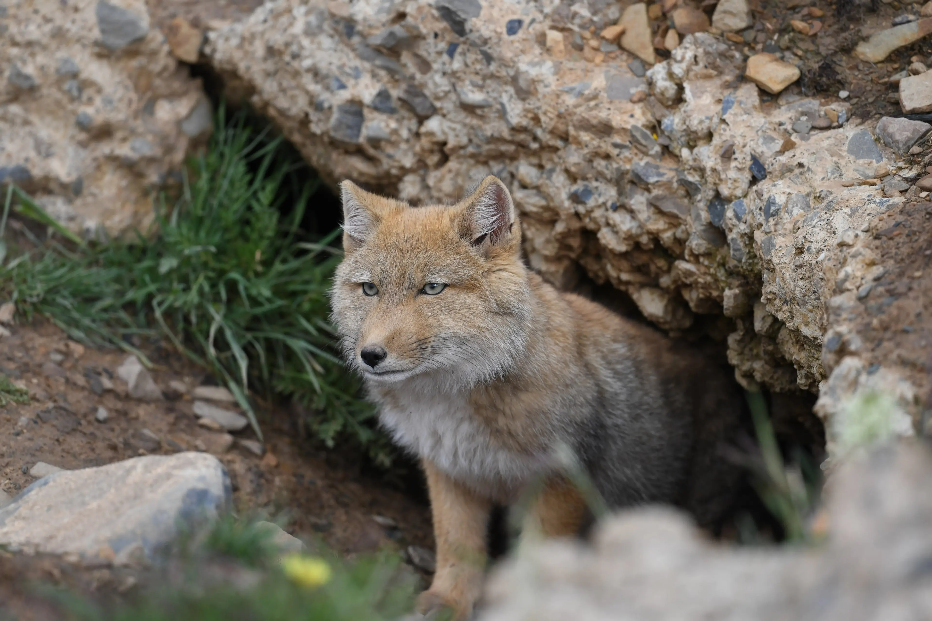 tibetan-fox-ruoergai.jpg