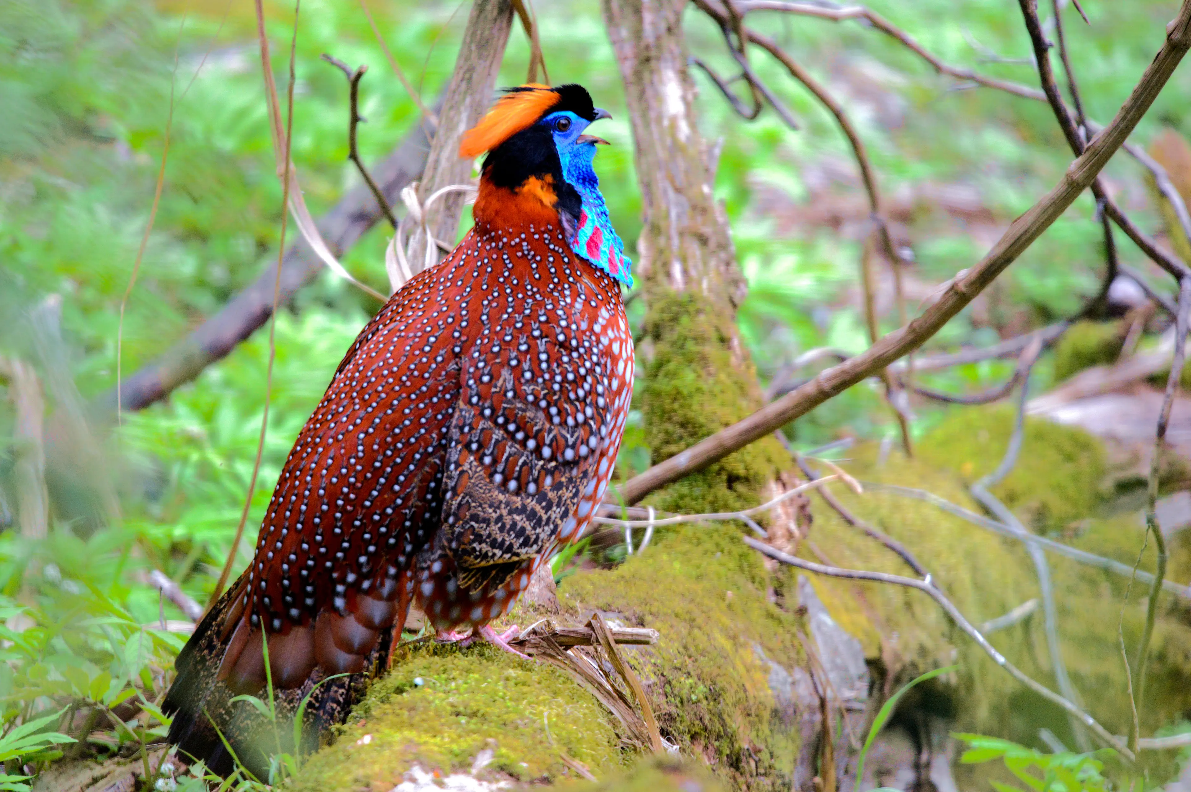 Temminck's tragopan at Sichuan