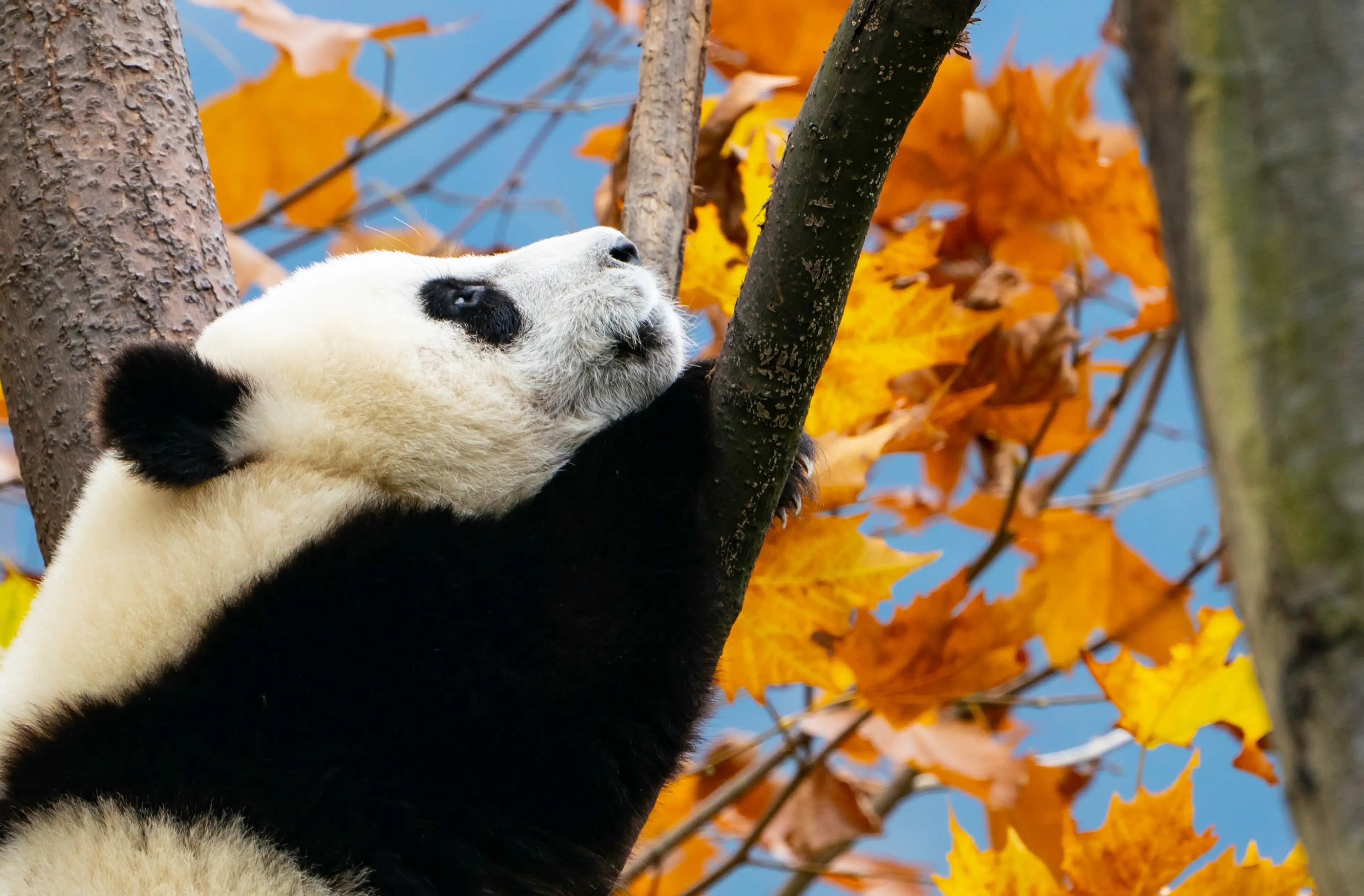 Giant panda at Wolong, autumn