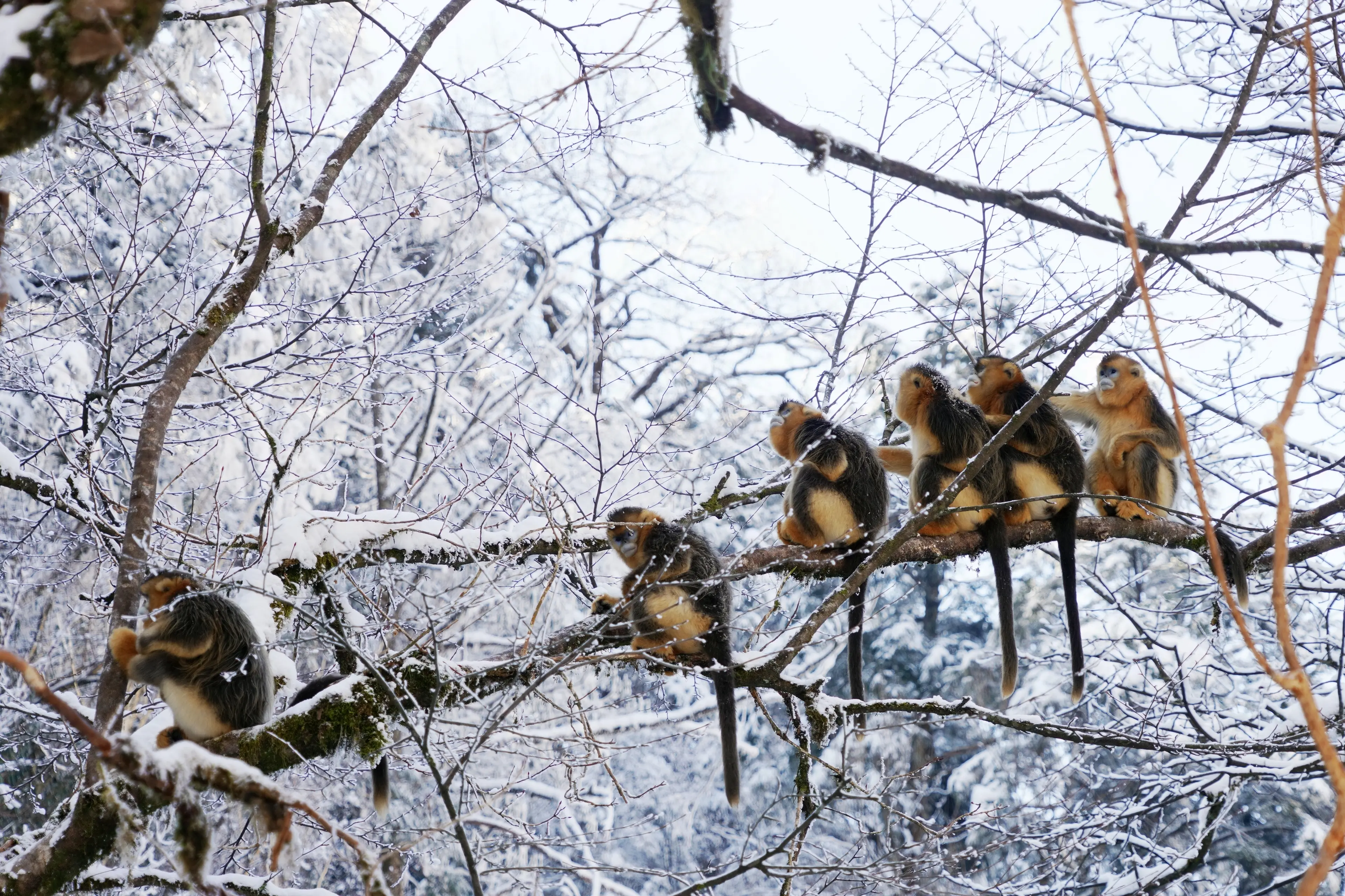 a group of golden monkey in the snow