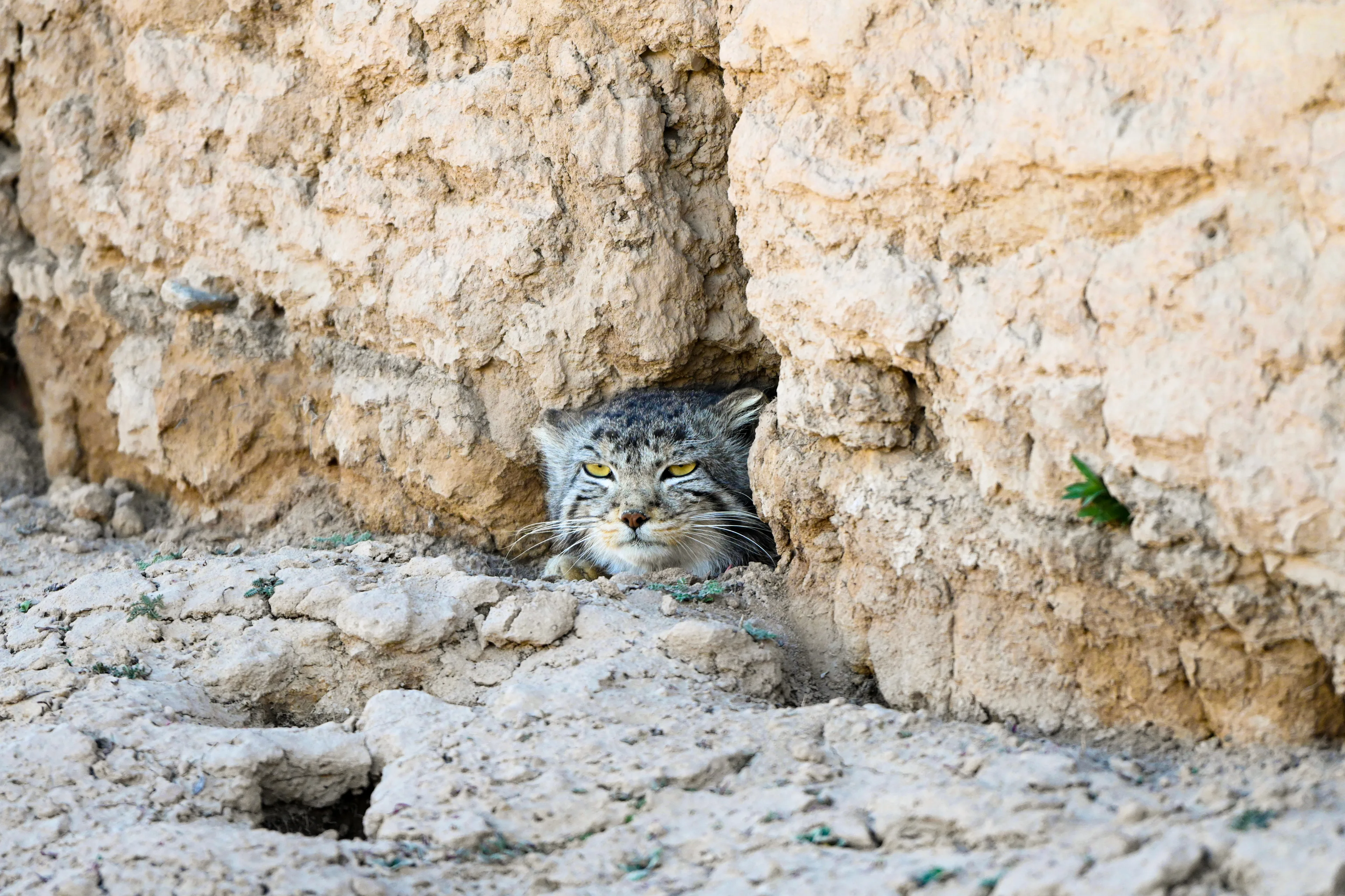 The pallas's cat emerged