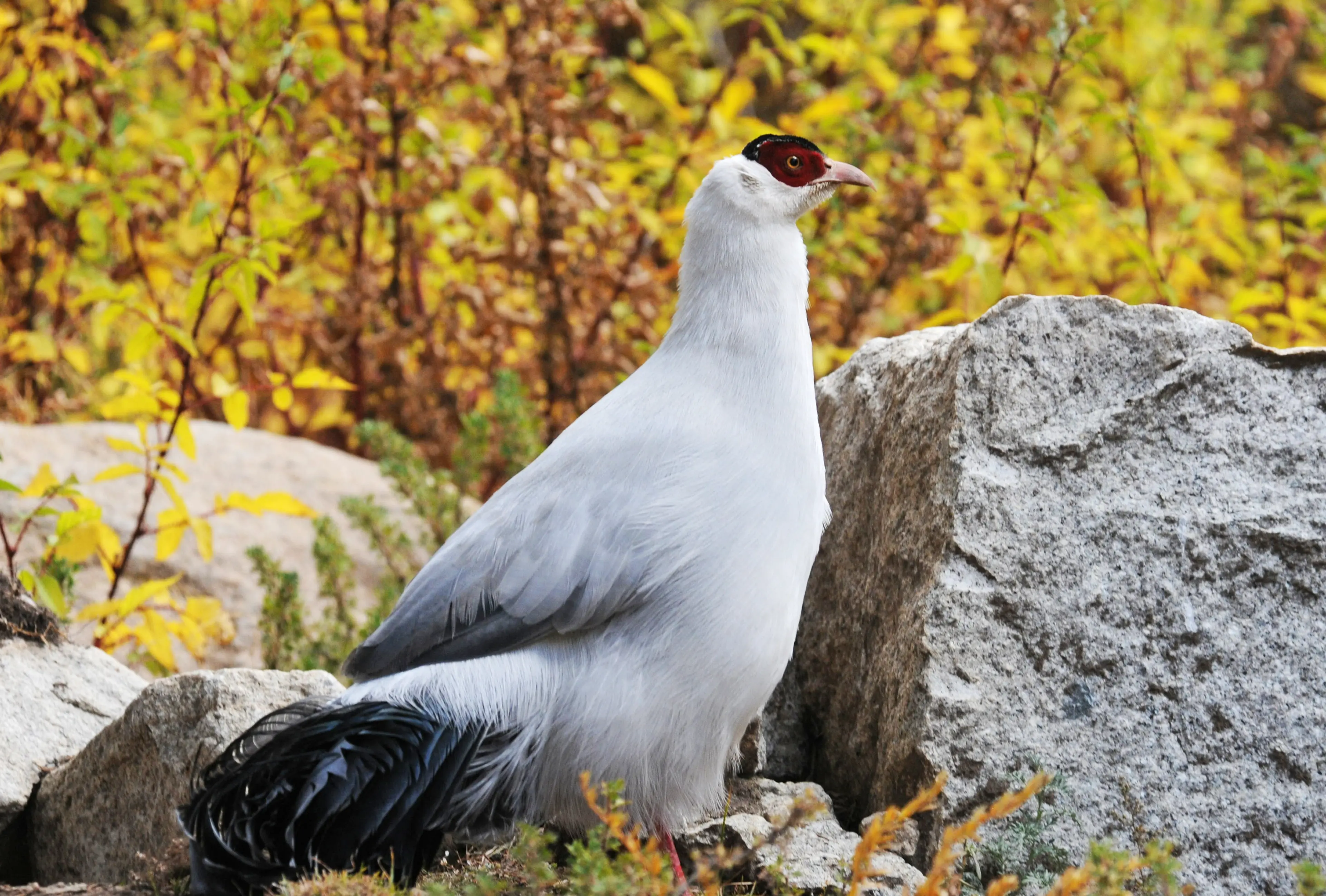 White-eared pheasant at Litang