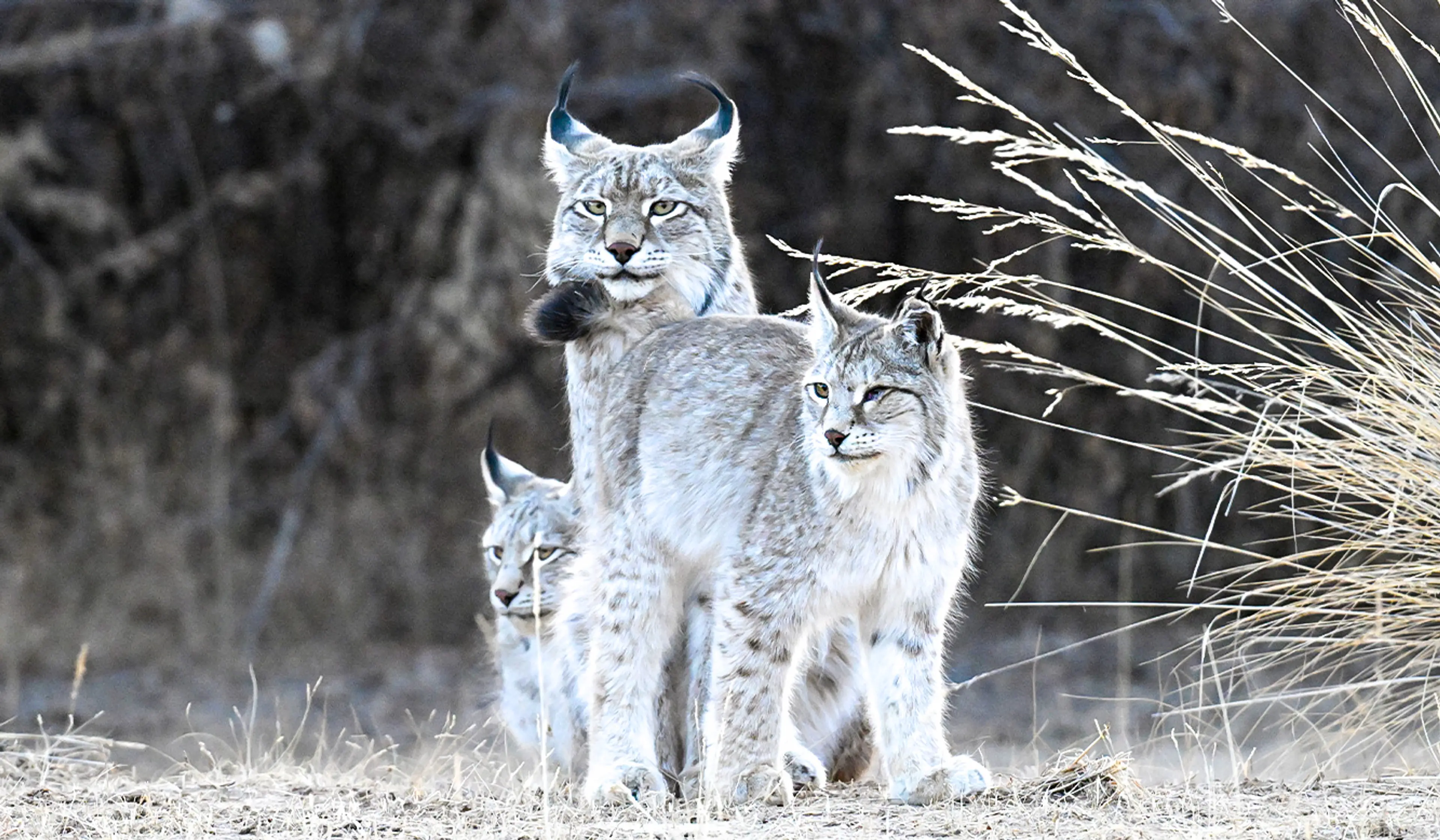 Eurasian lynx at Qinghai, family