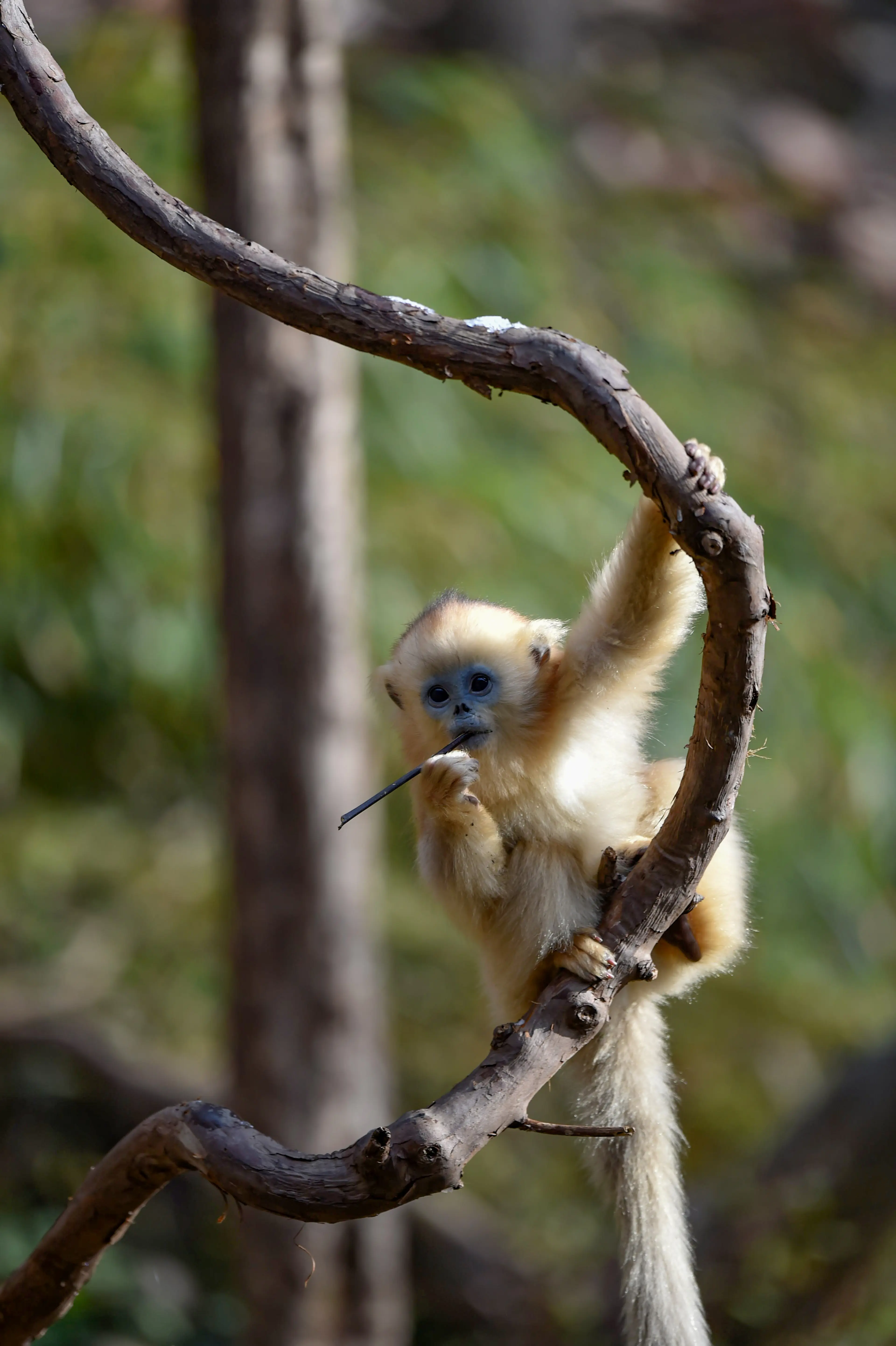 Golden snub-nosed monkey at Baihe, climbing