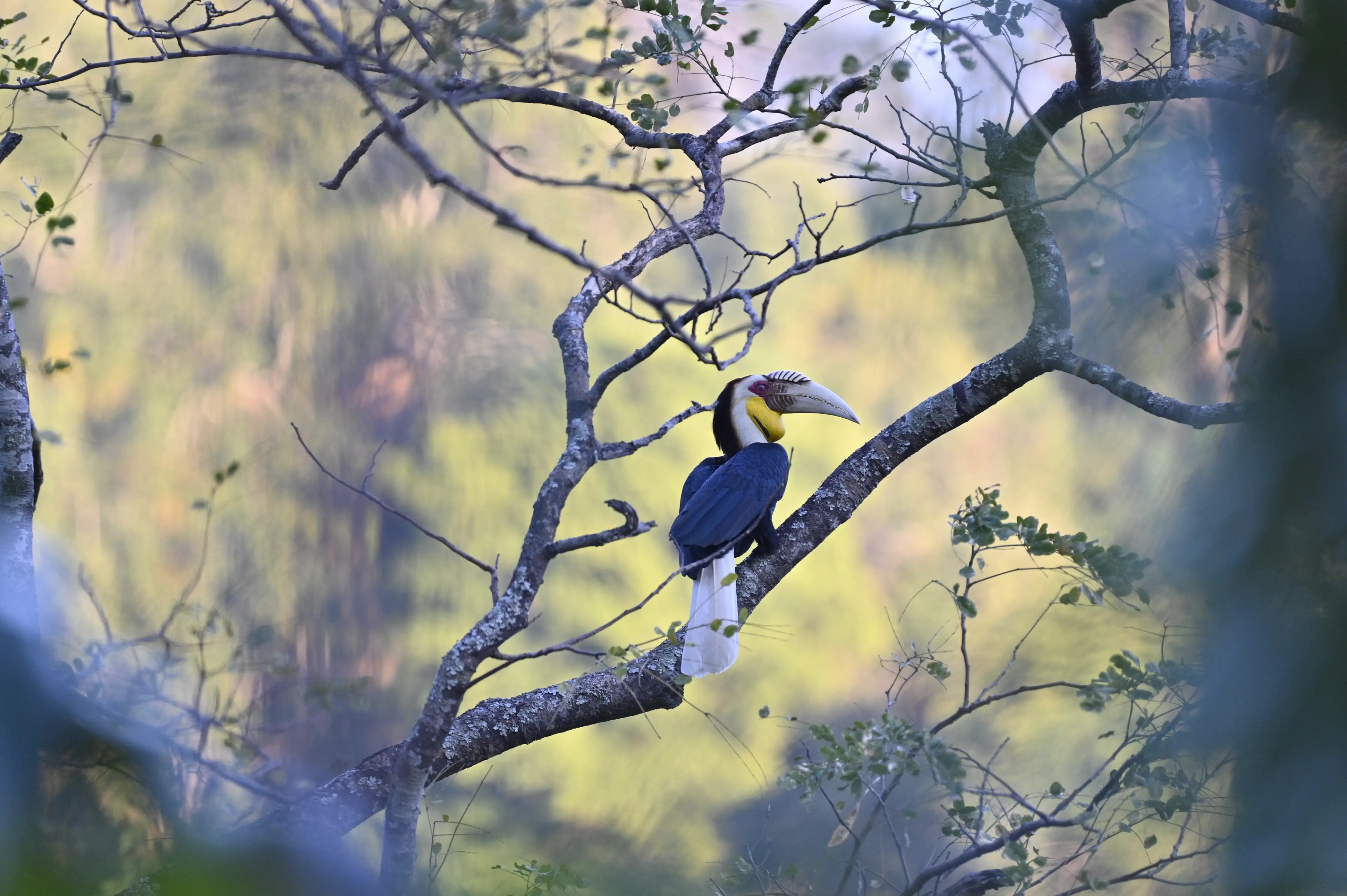 Wreathed hornbill at Yunnan