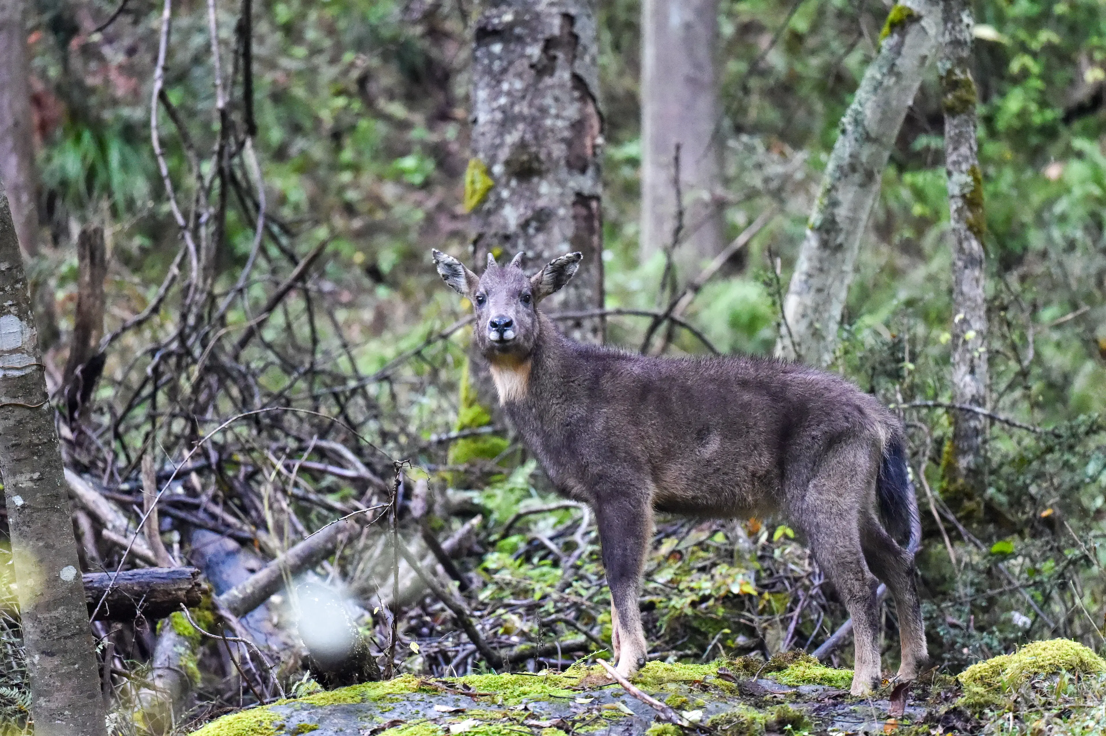 Chinese goral at Sichuan
