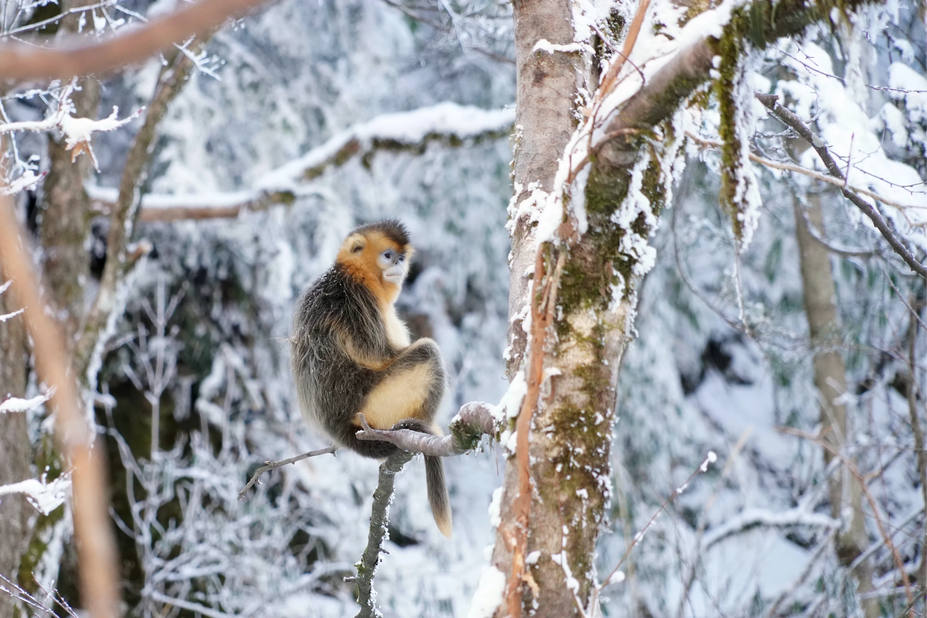 longly golden monkey stay on the snow tree