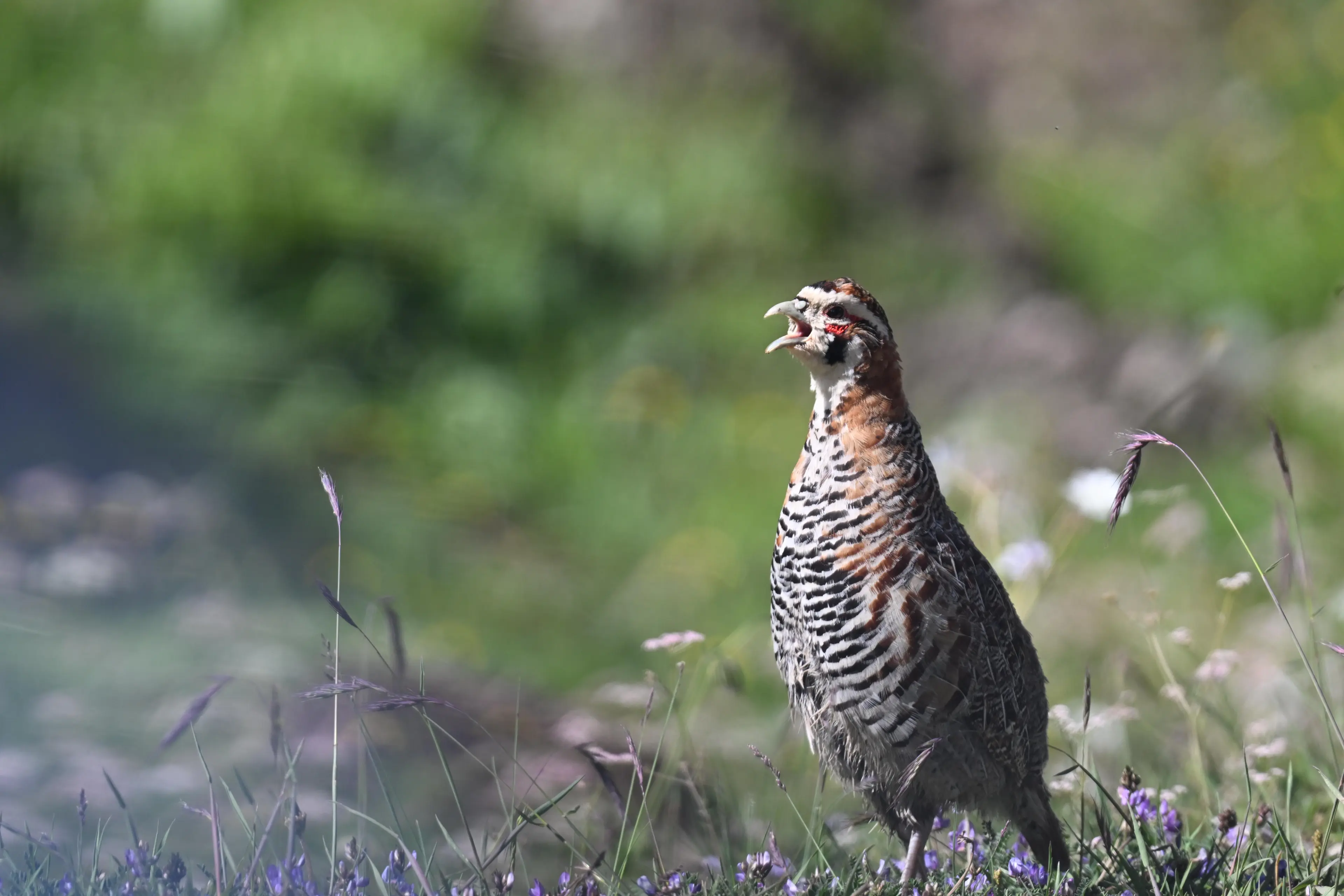 tibetan-partridge-ruoergai.jpg