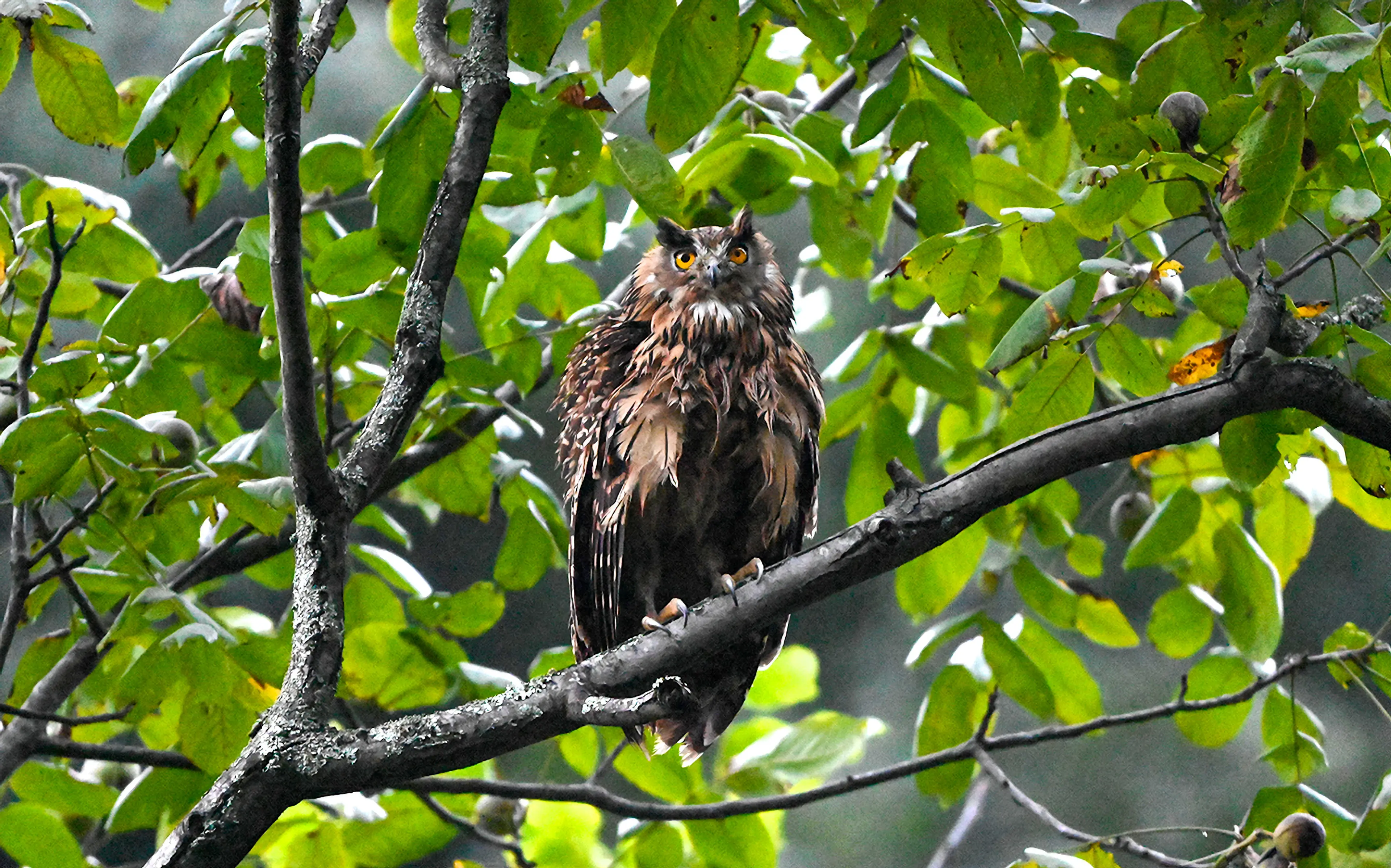 Tawny fish owl at Sichuan