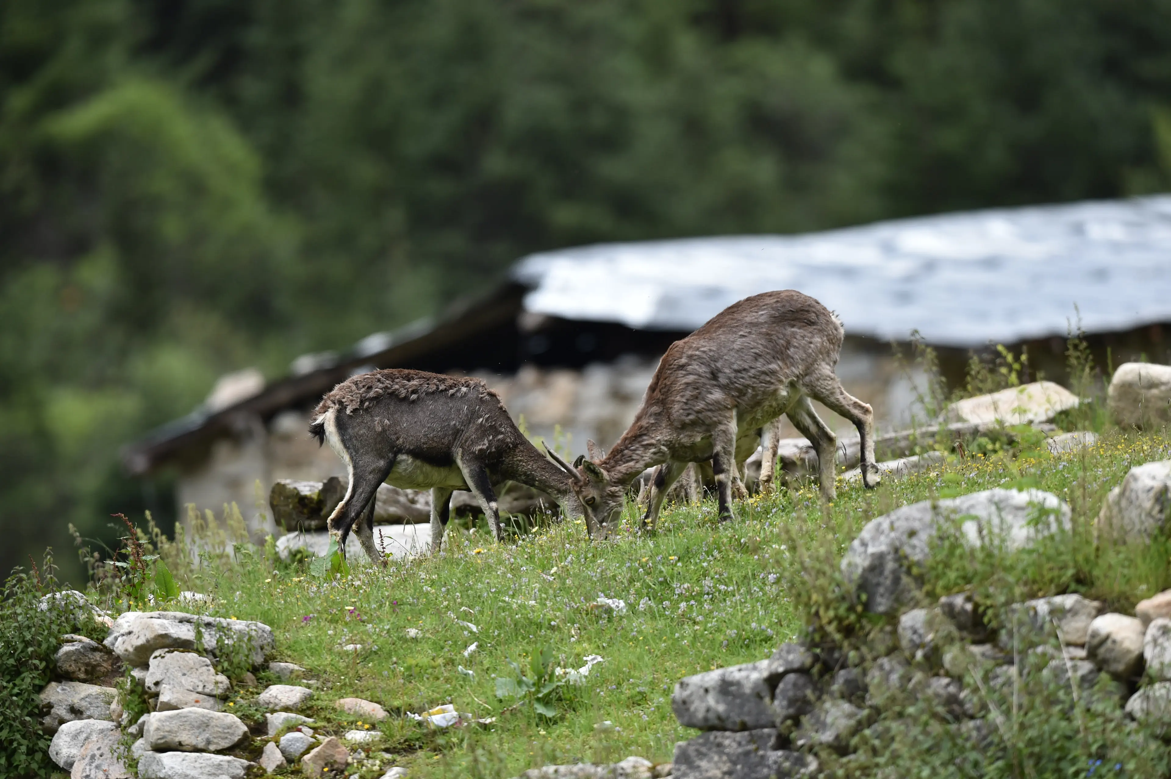 Blue sheep at Litang