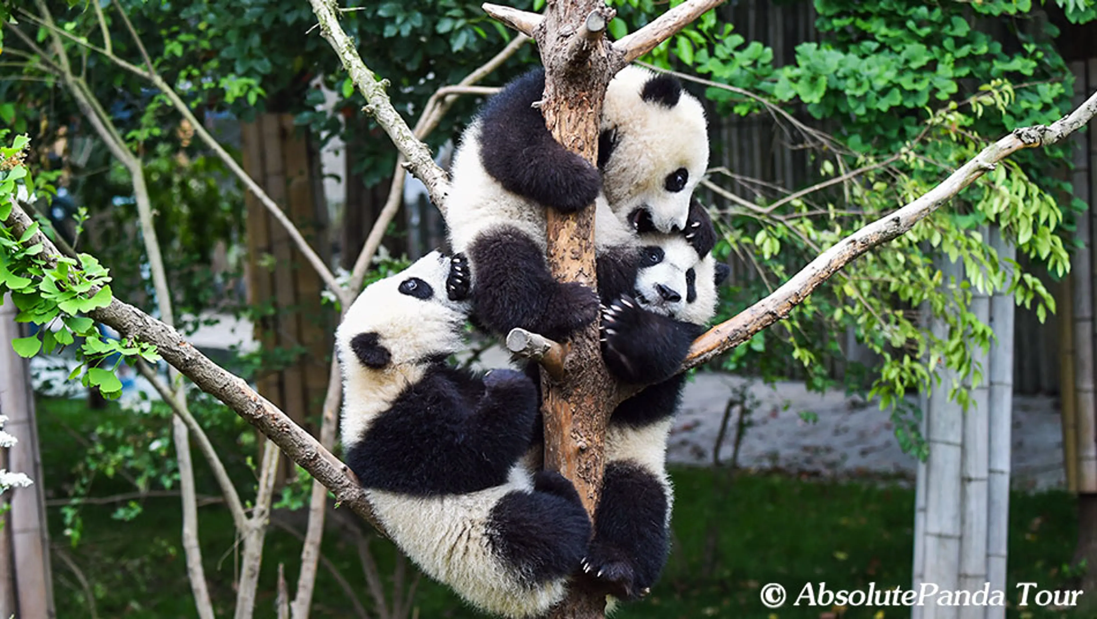 Panda tree harvest season