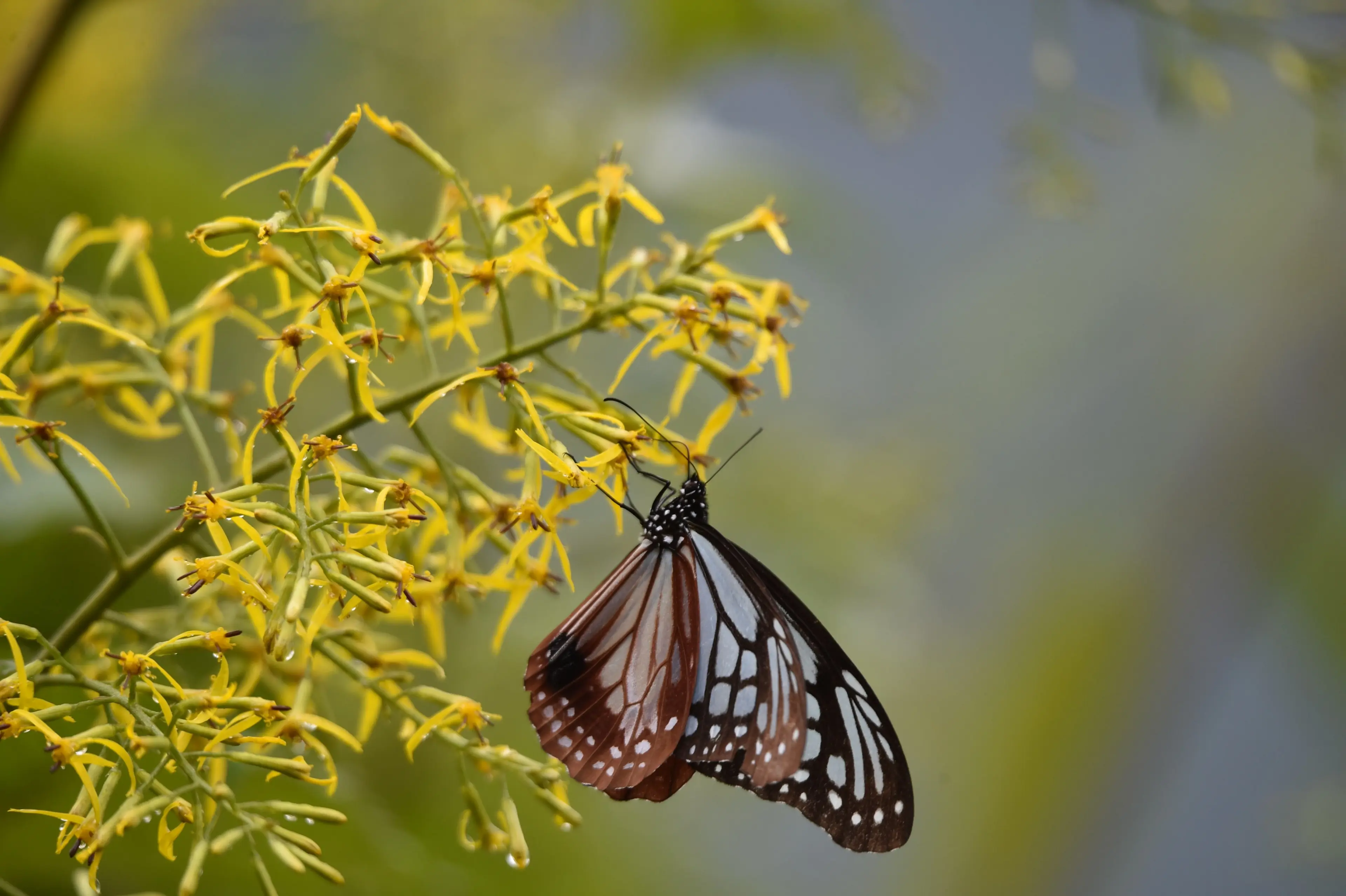 chestnut-tiger-butterfly-wawushan.jpg